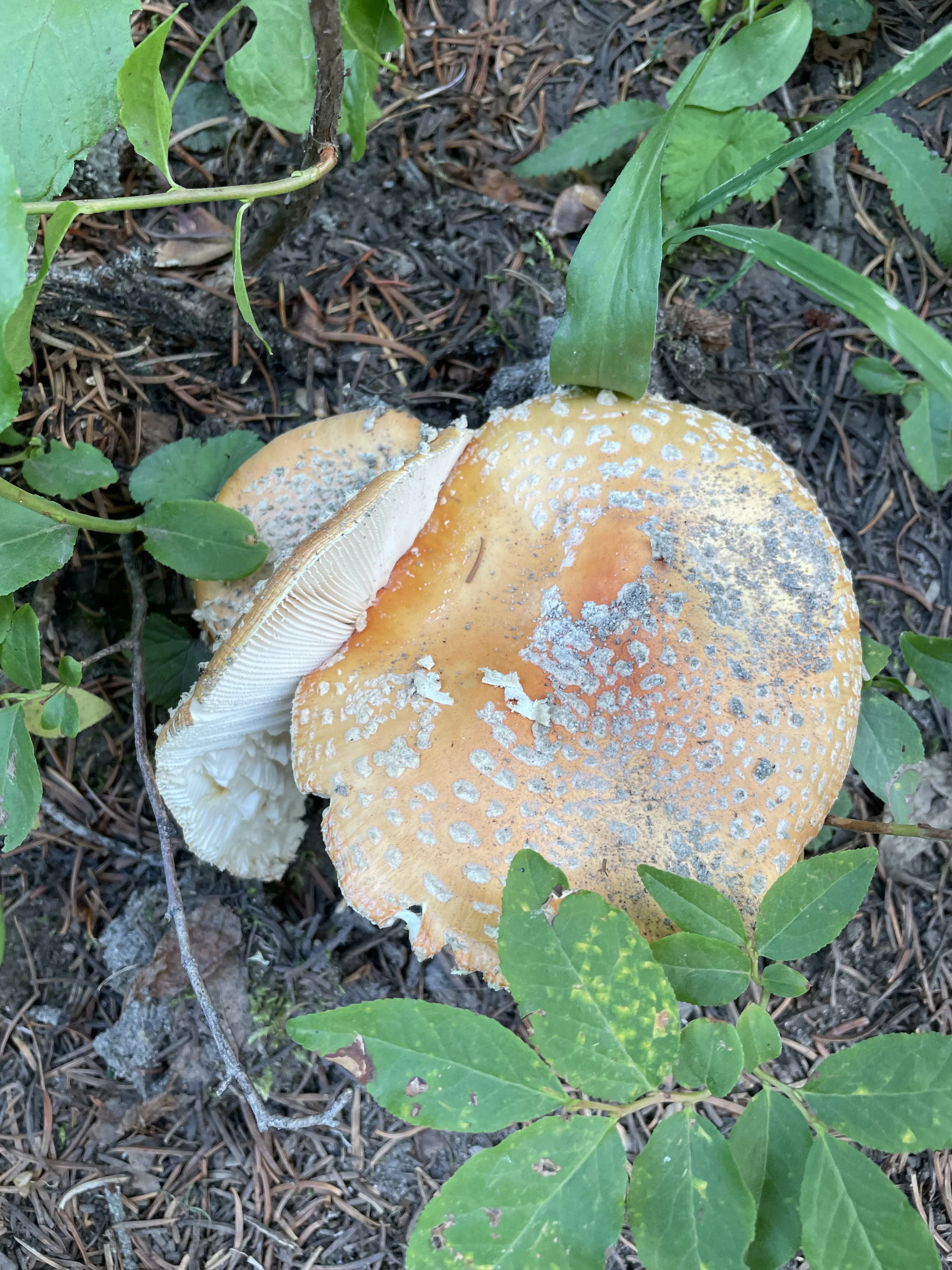 Fly agaric mushrooms