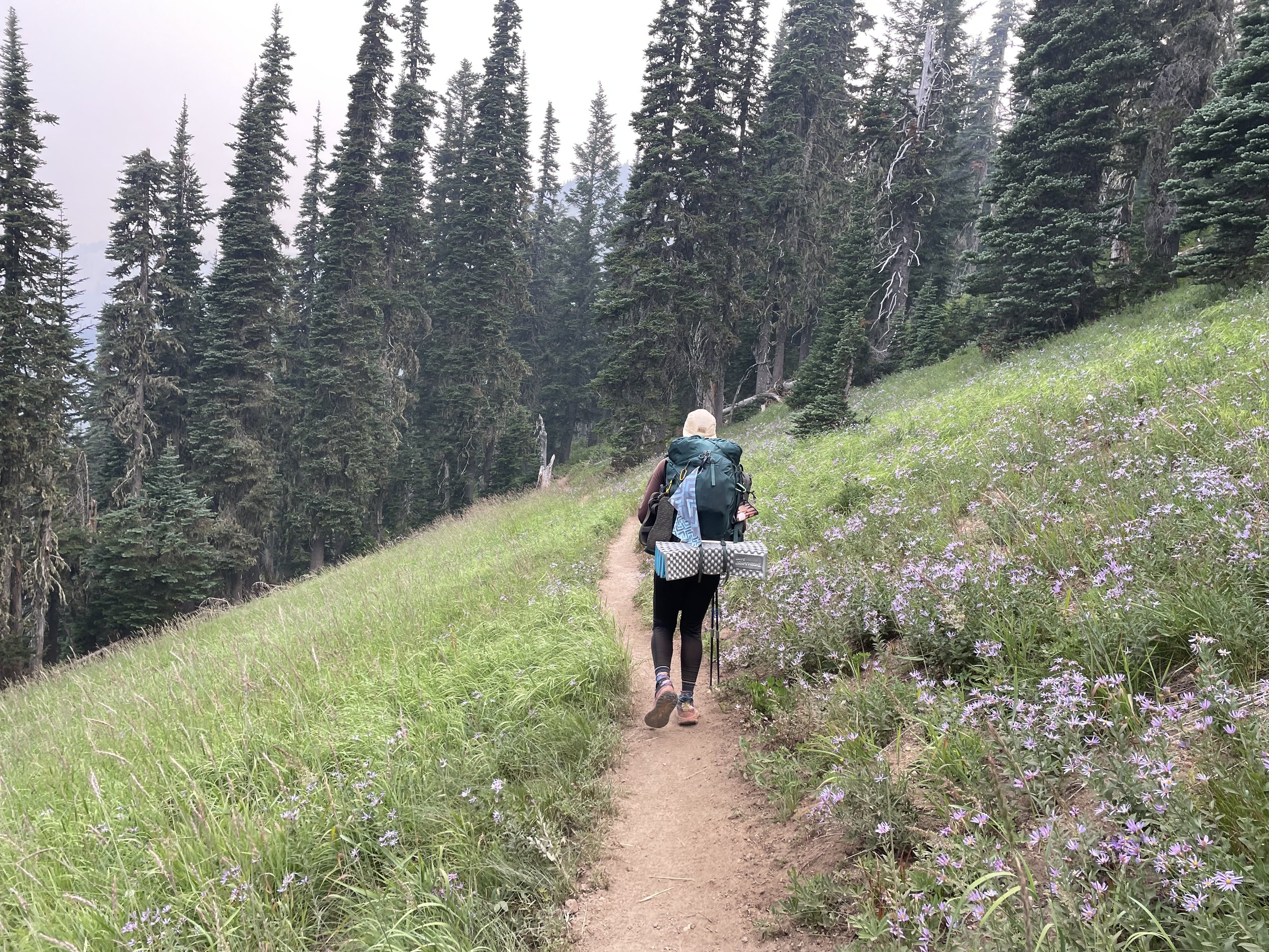 Fields of Cascade Asters
