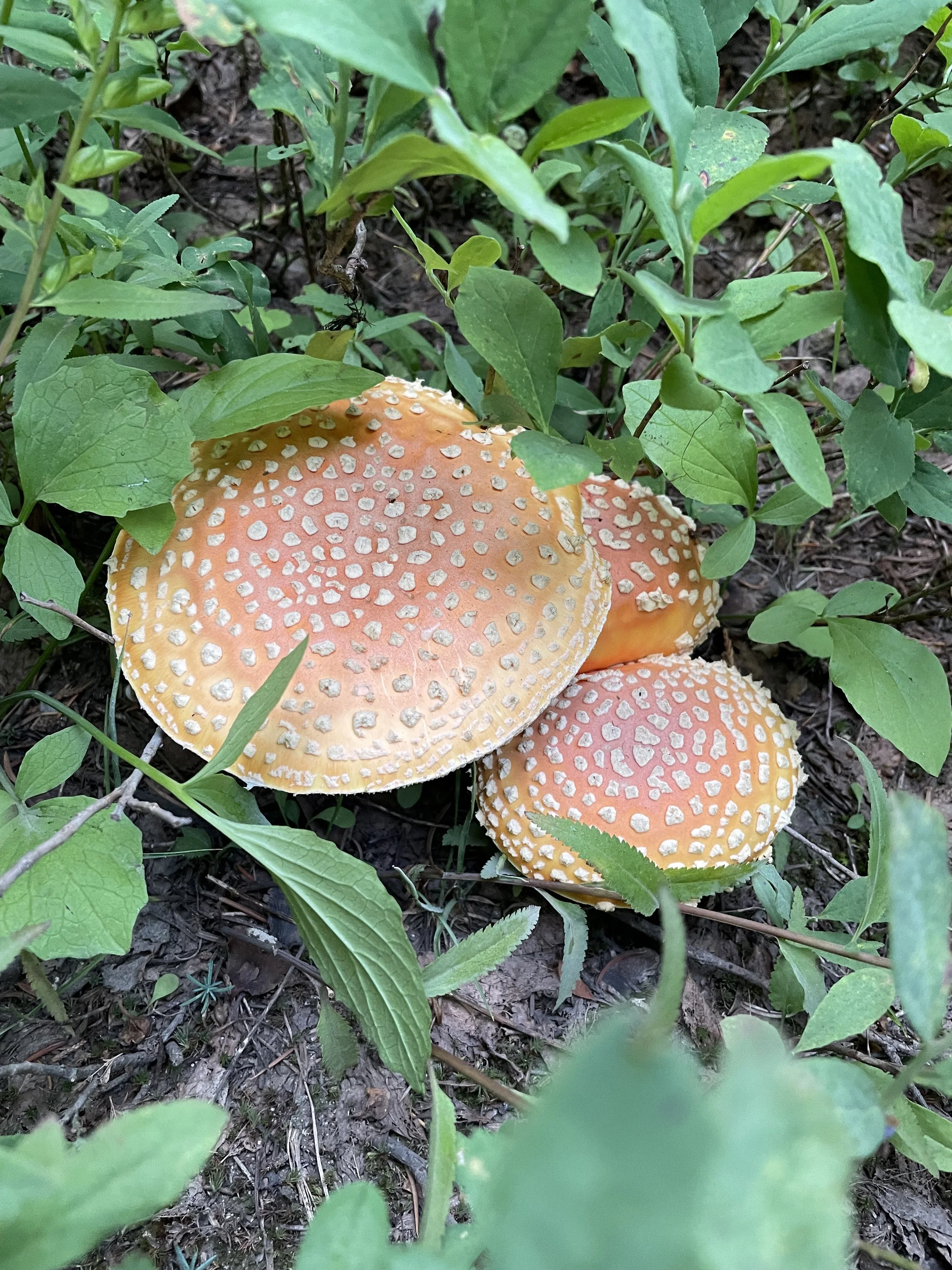 Fly agaric mushrooms