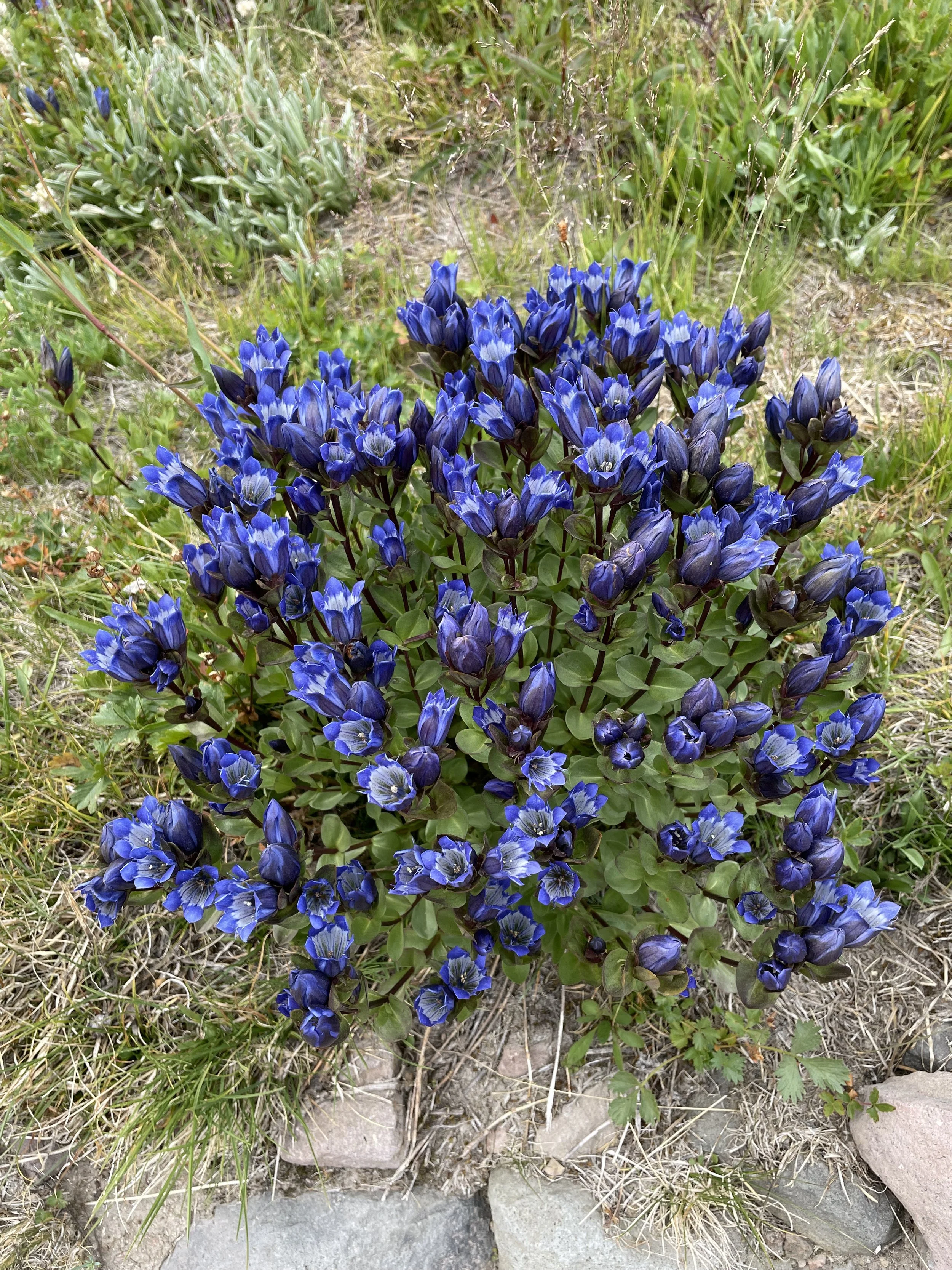 Explorer's Gentian - these bouquets were everywhere!
