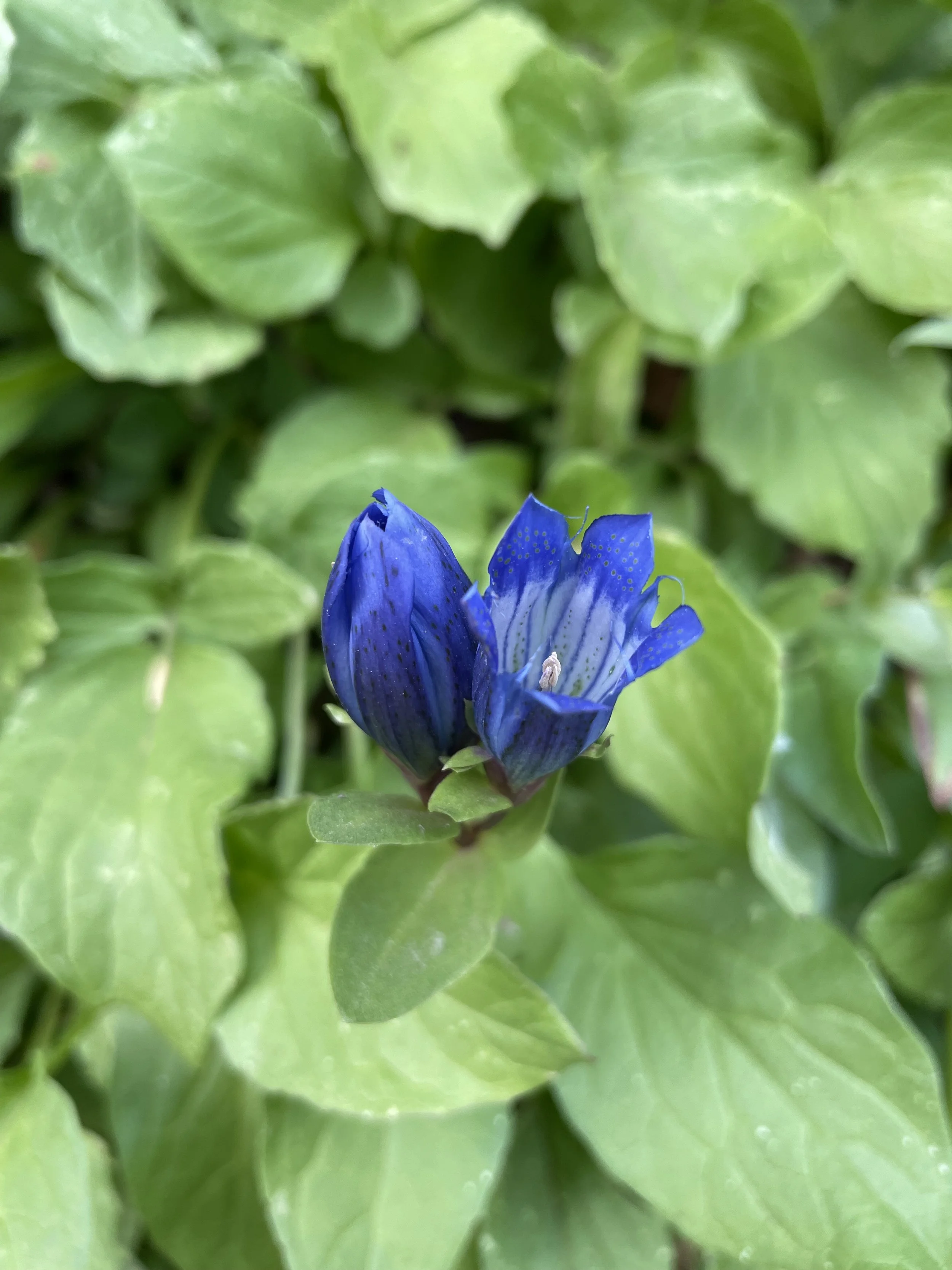 Explorer's Gentian
