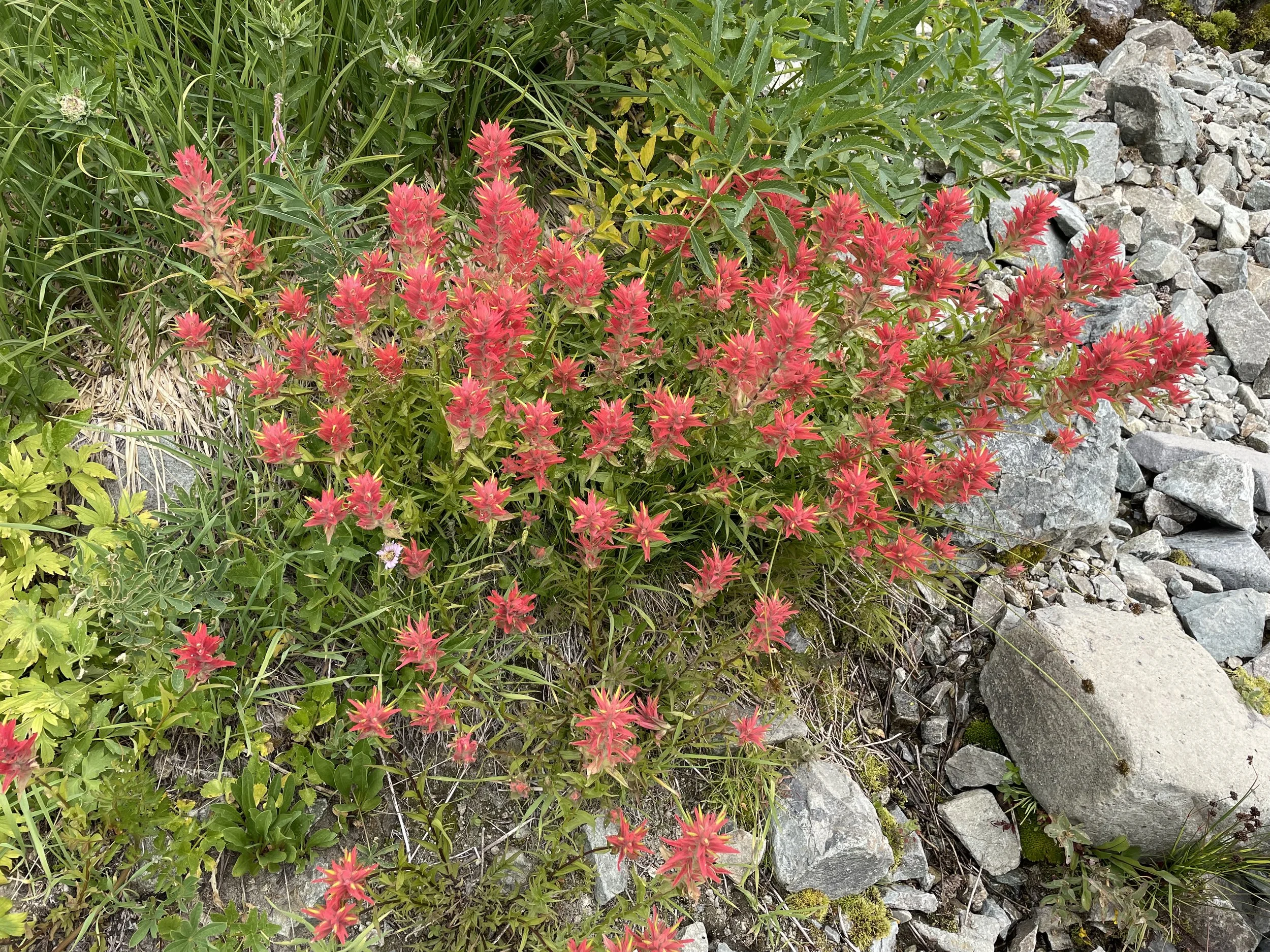 Mountain Indian Paintbrush