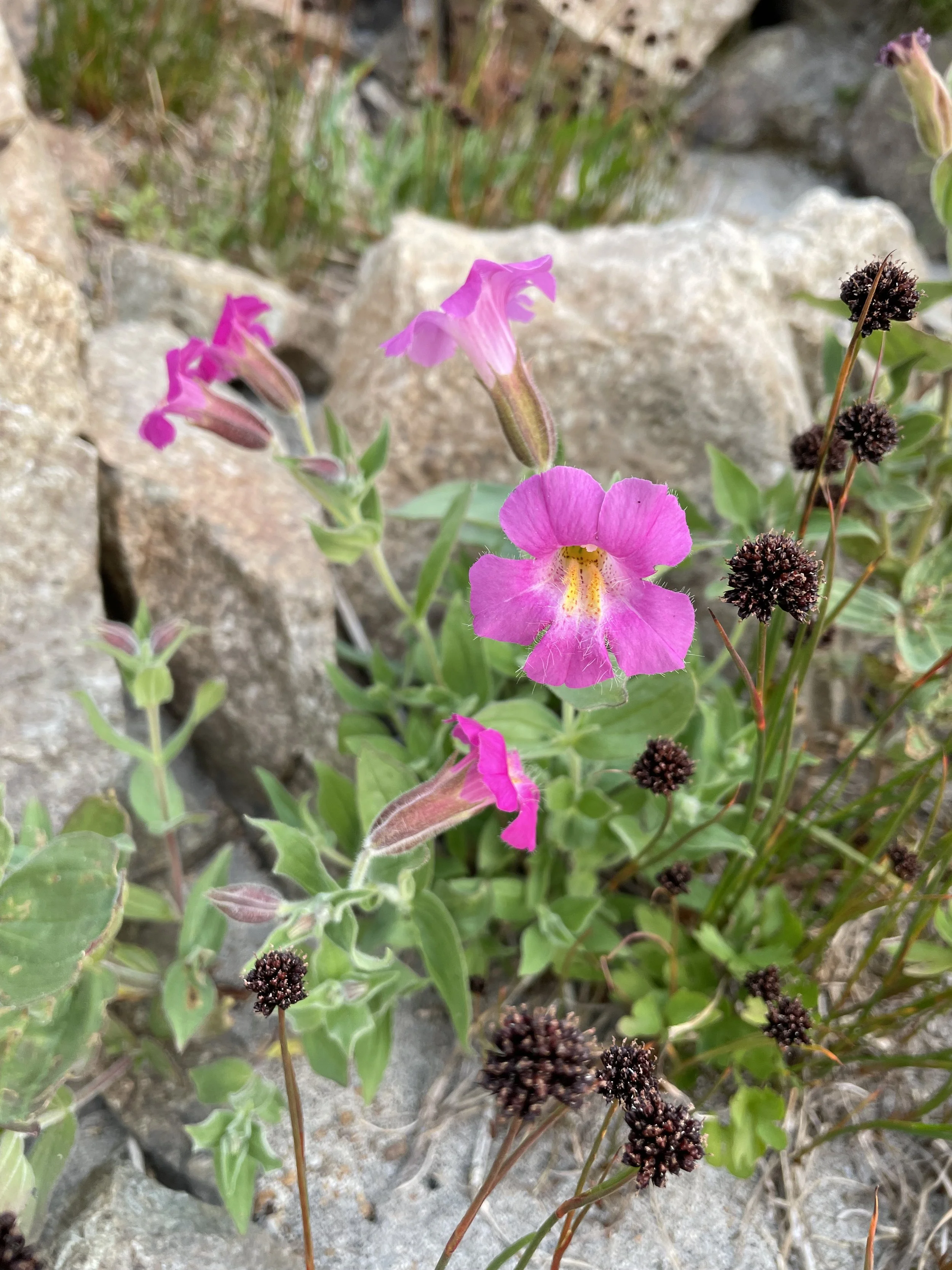 Purple Monkey Flower &amp; Mertens' Rush