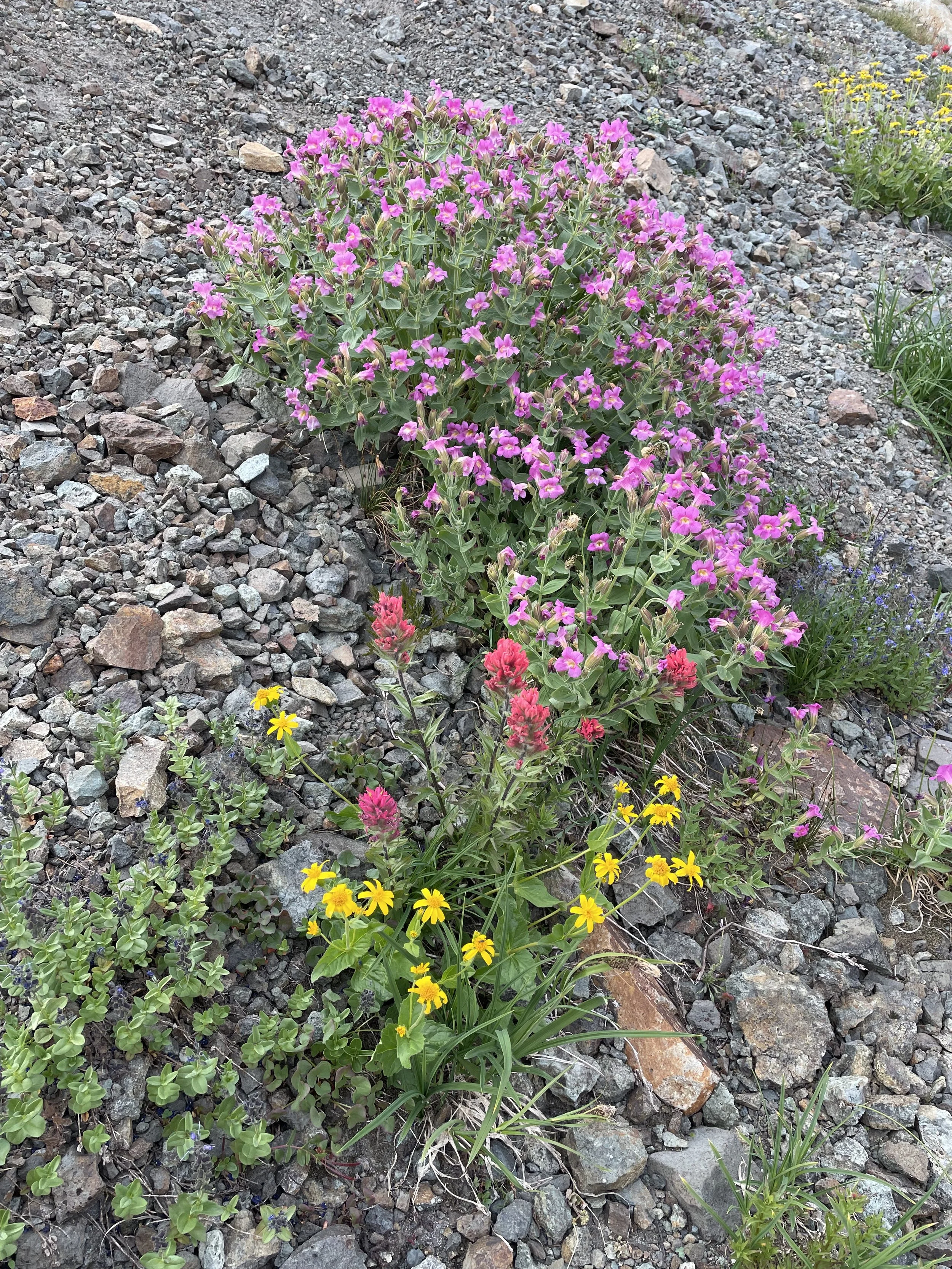 Purple Monkey Flower, Mountain Indian Paintbrush, &amp; Broadleaf Arnica