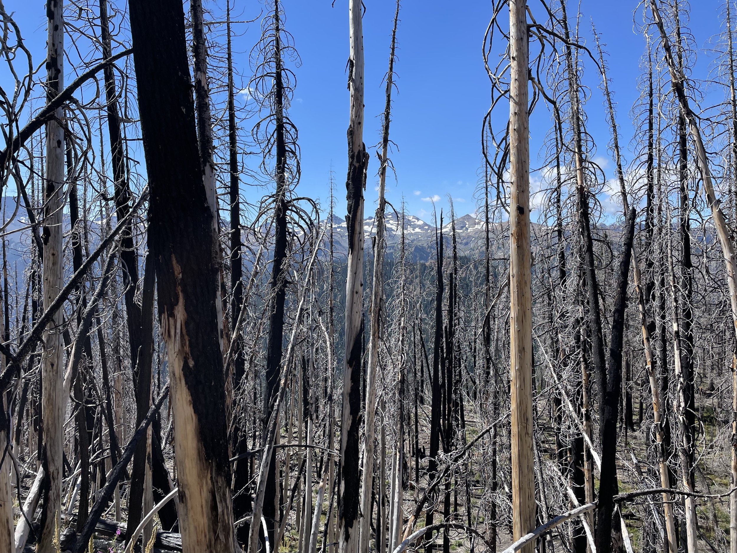 Looking back at the Goat Rocks through a burn area