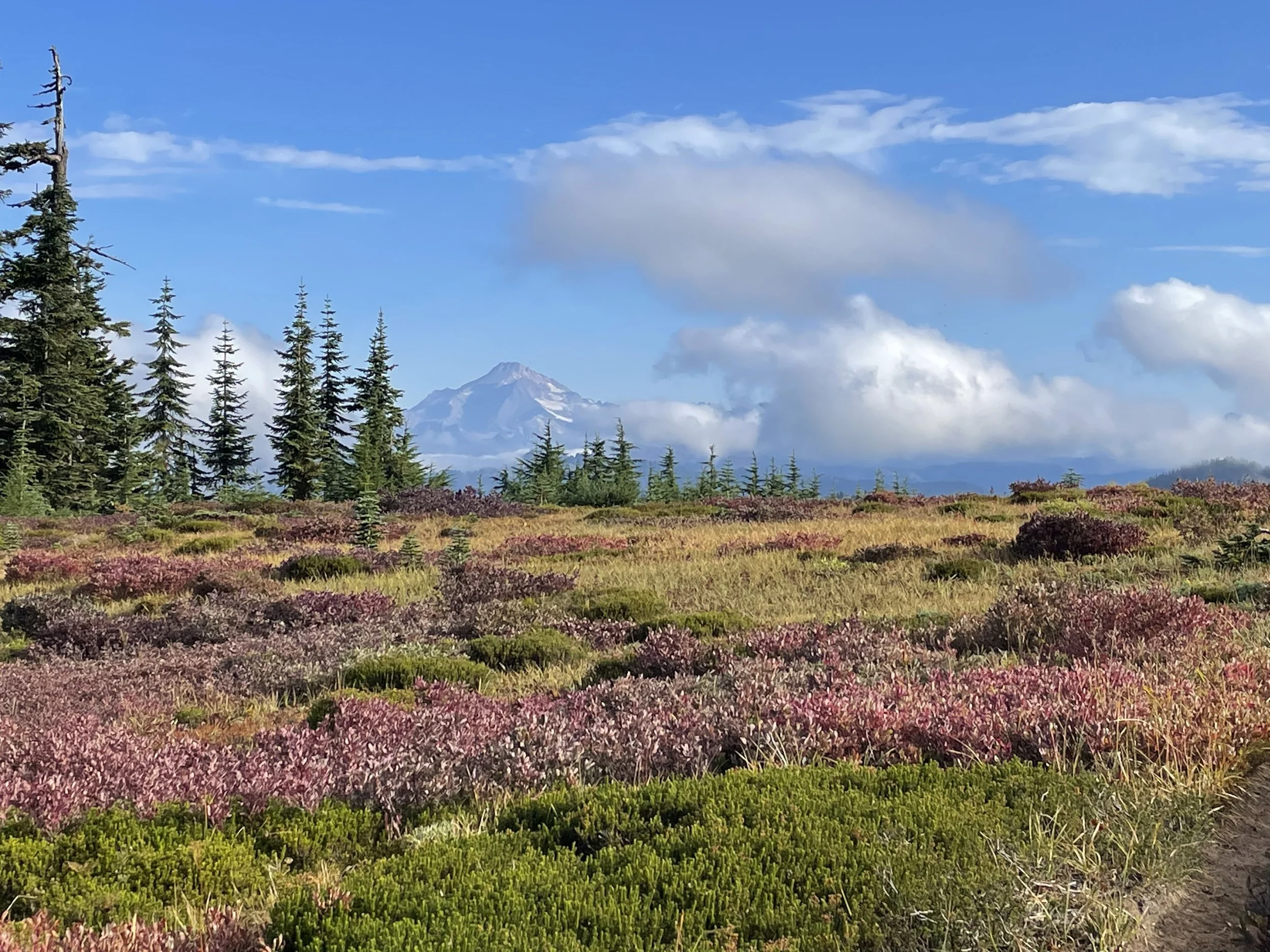 Glacier Peak from atop Grizzly Peak