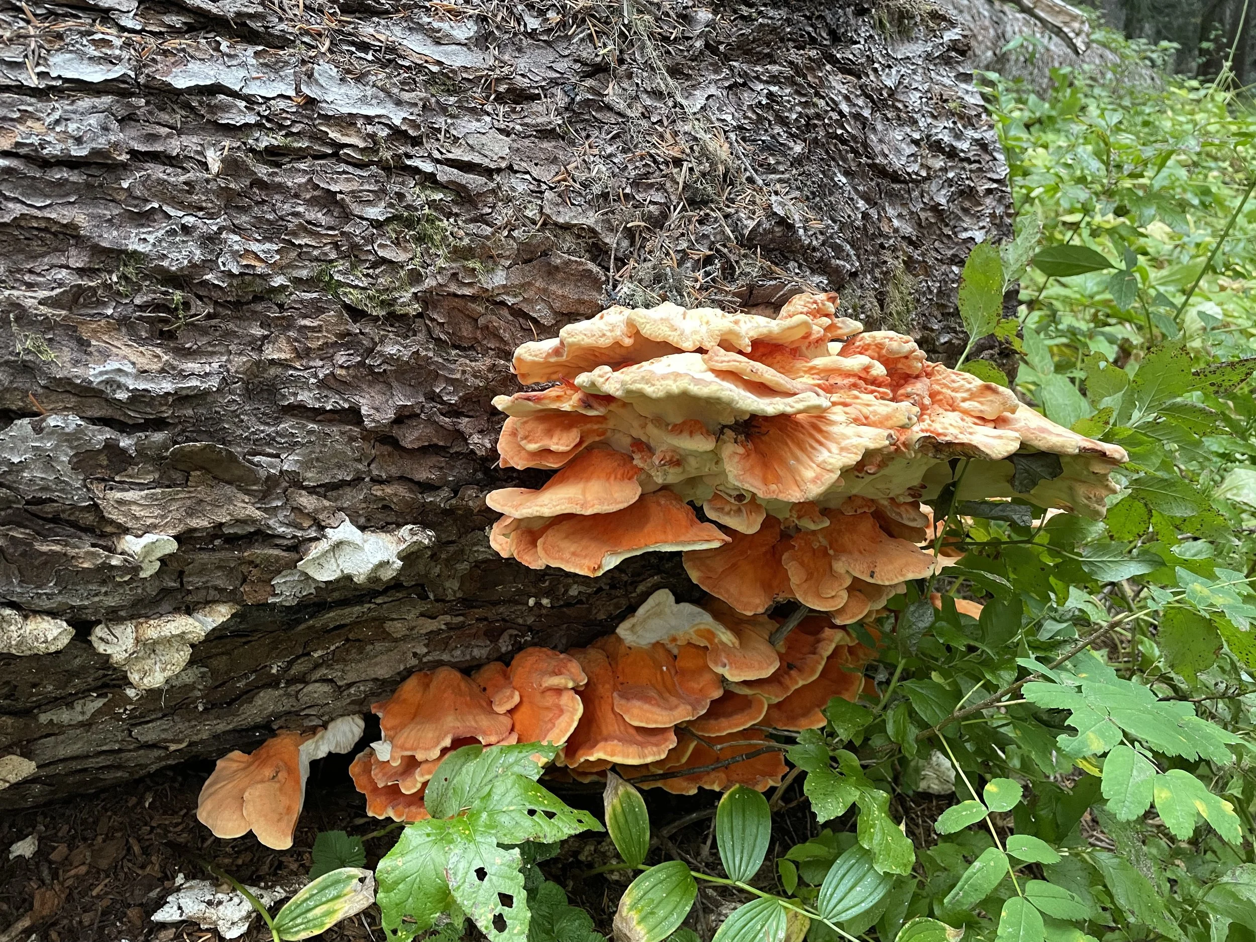 Chicken of the Woods