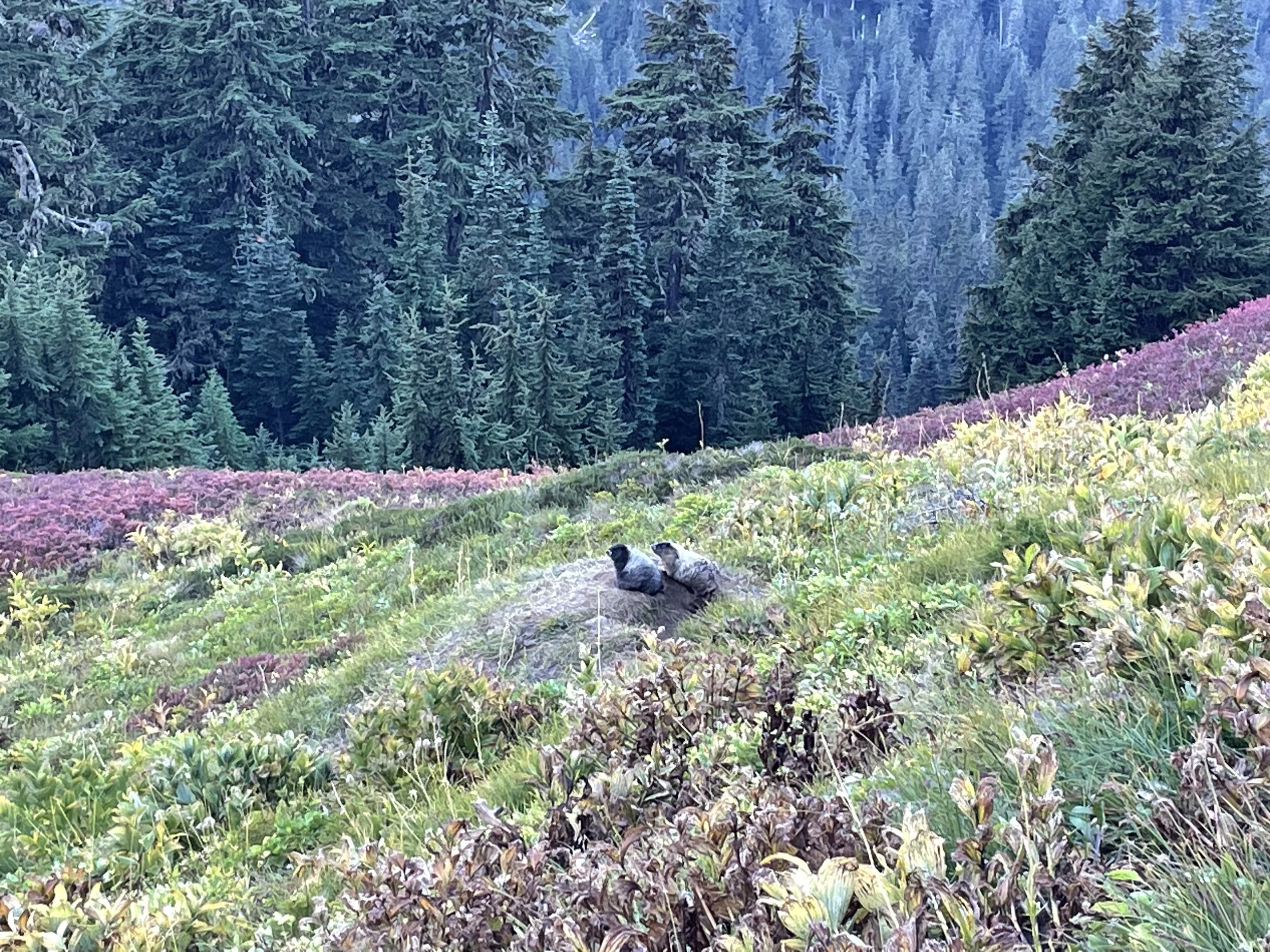 Marmot couple enjoying their view