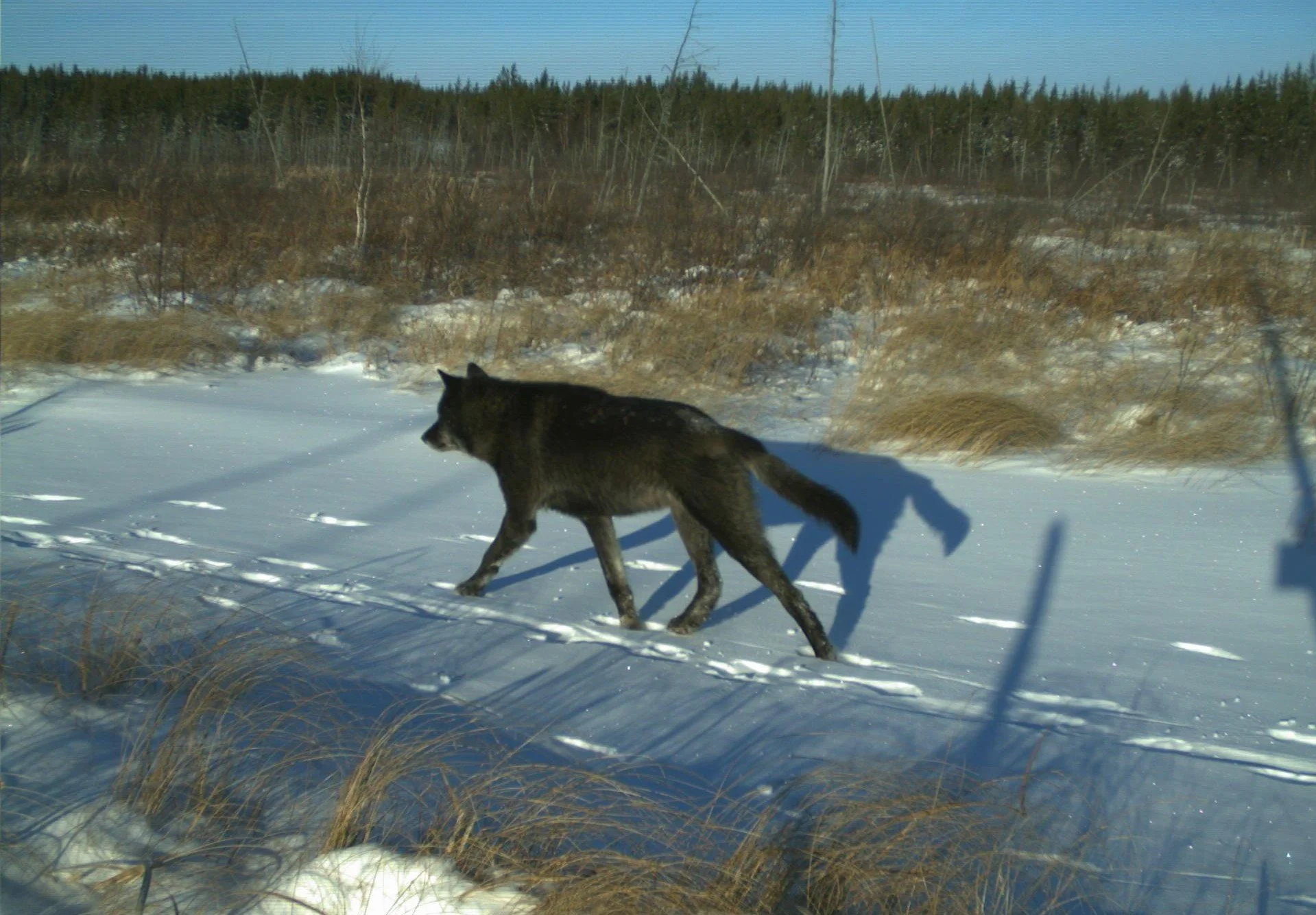 Processing and Validation of Nocturnal Wildlife Vocalizations — Joro ...