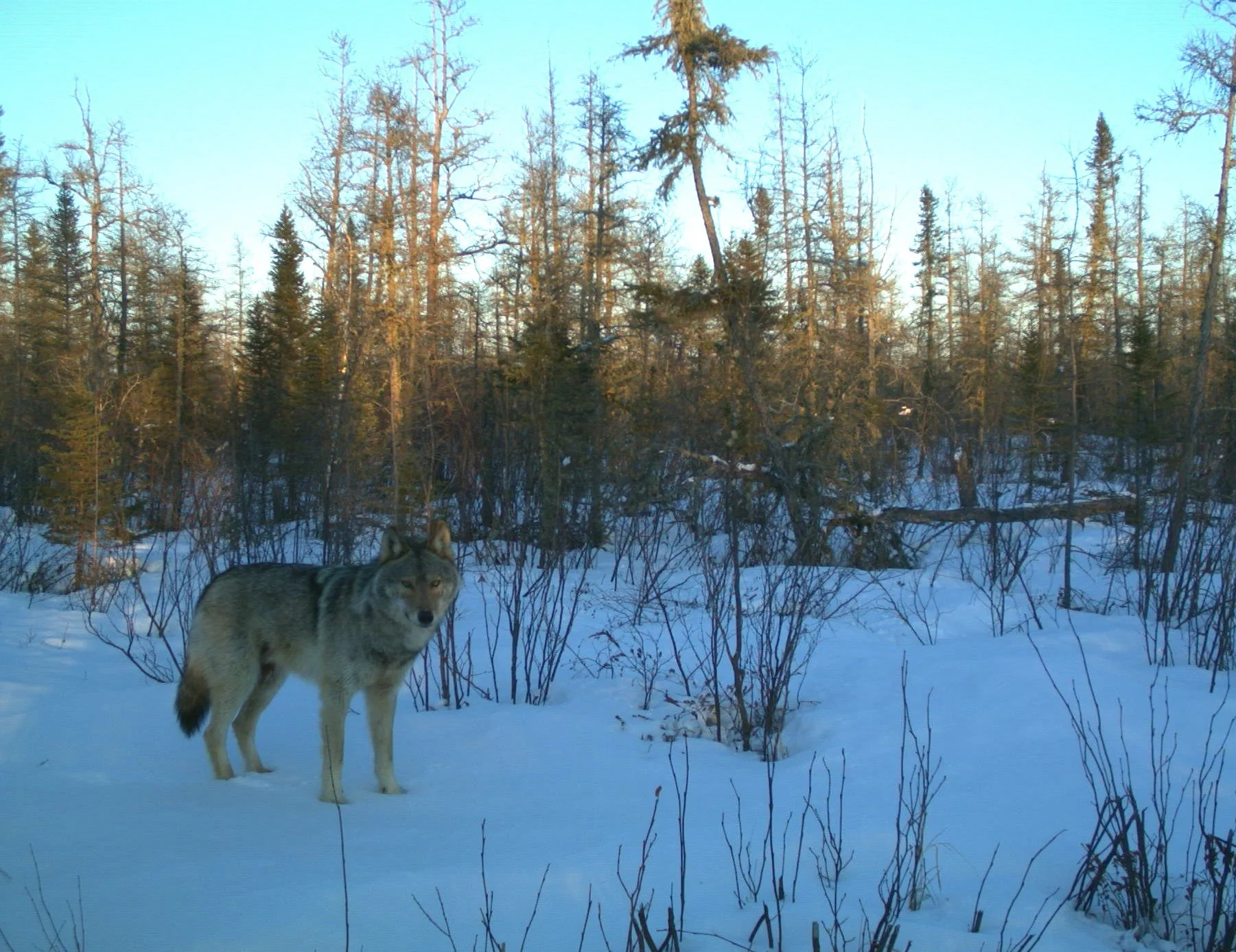 Processing and Validation of Nocturnal Wildlife Vocalizations — Joro ...