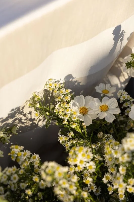 White daisy flowers with yellow centers in sunlight, casting shadows on a white surface.