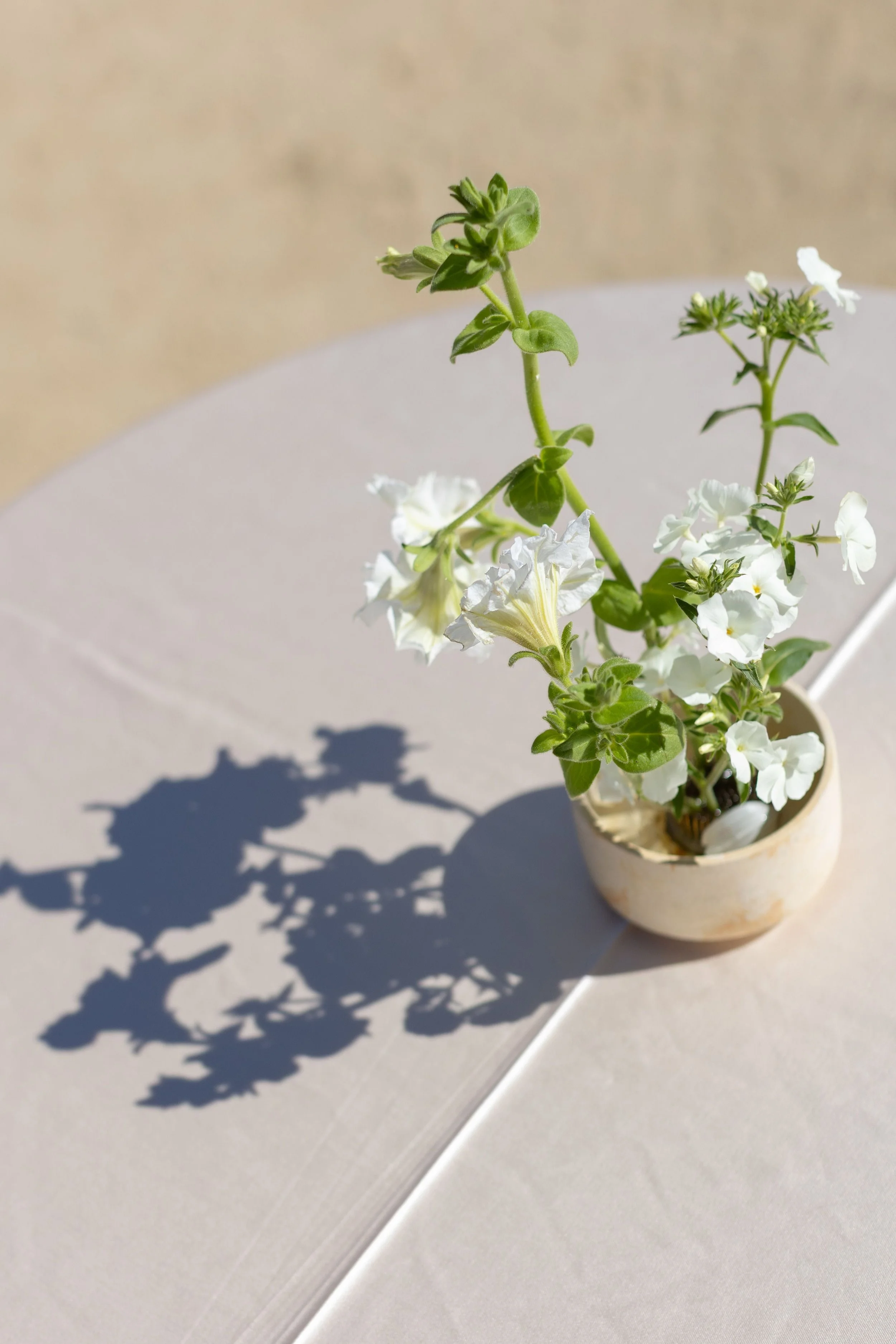 A small potted plant with white flowers and green leaves on a light gray surface, casting a shadow.
