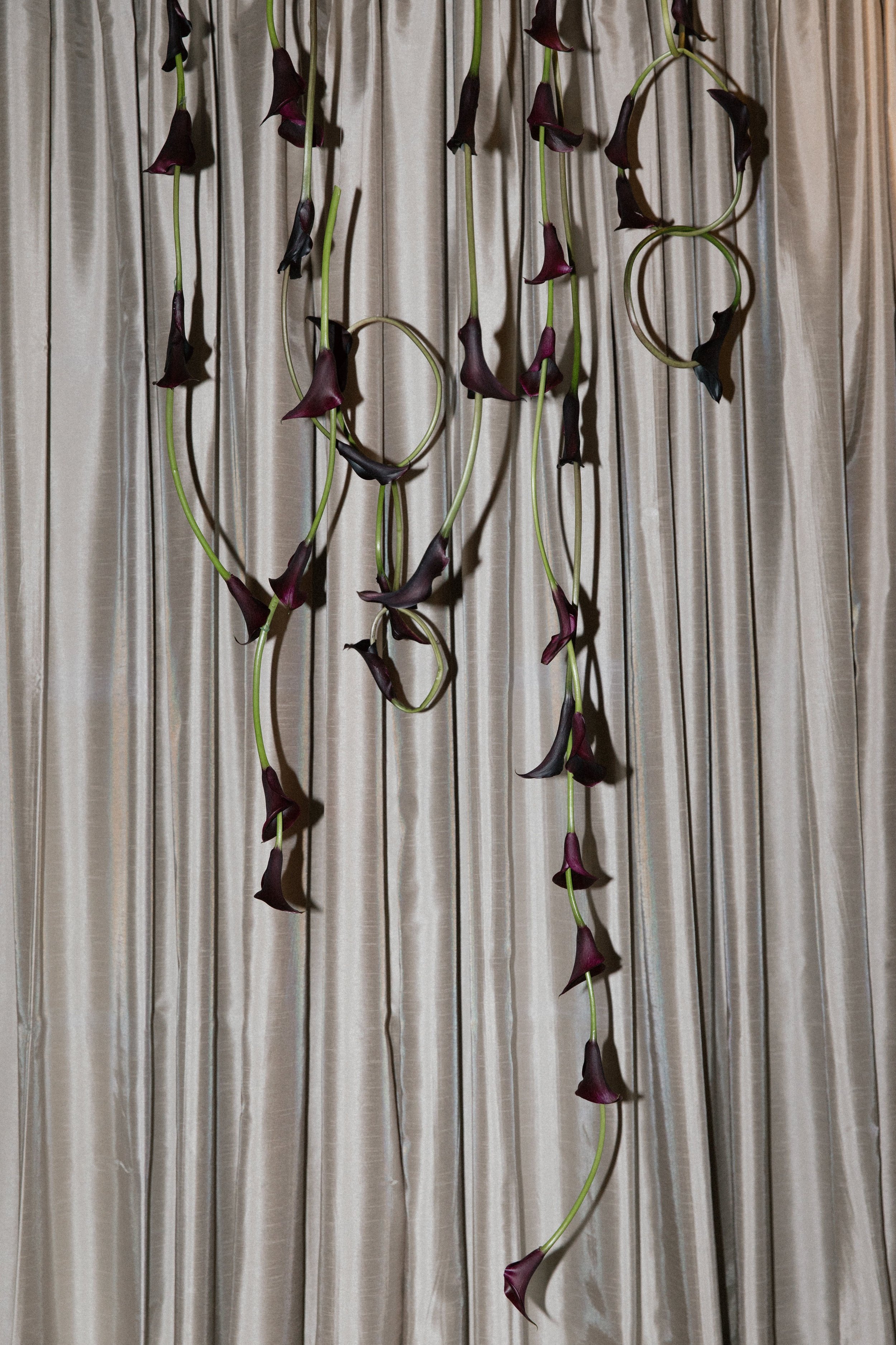 Several dark purple calla lily flowers hanging against a beige curtain background.