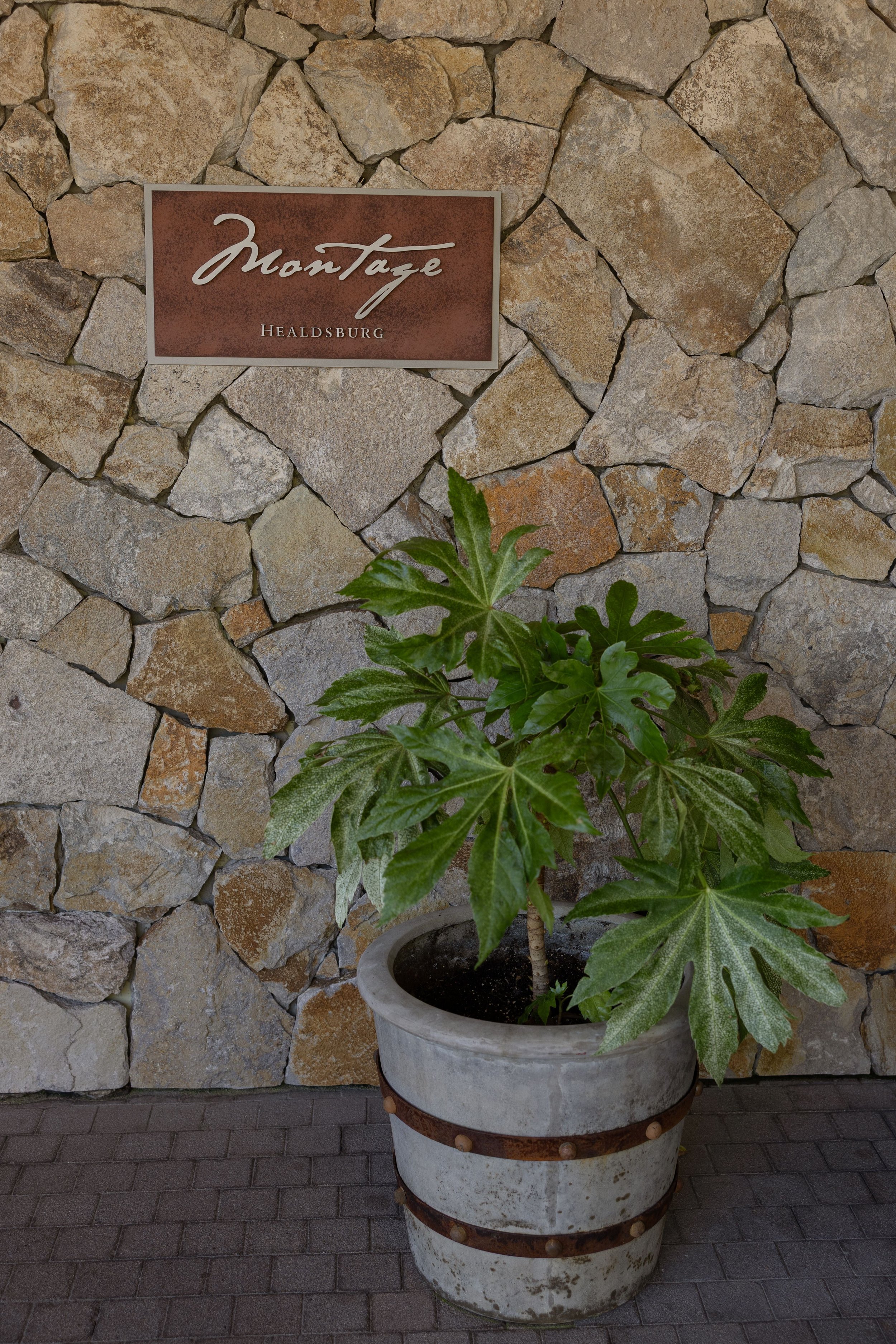 A potted plant with green leaves in front of a stone wall. There is a sign on the wall that reads 'Montage Healdsburg'.