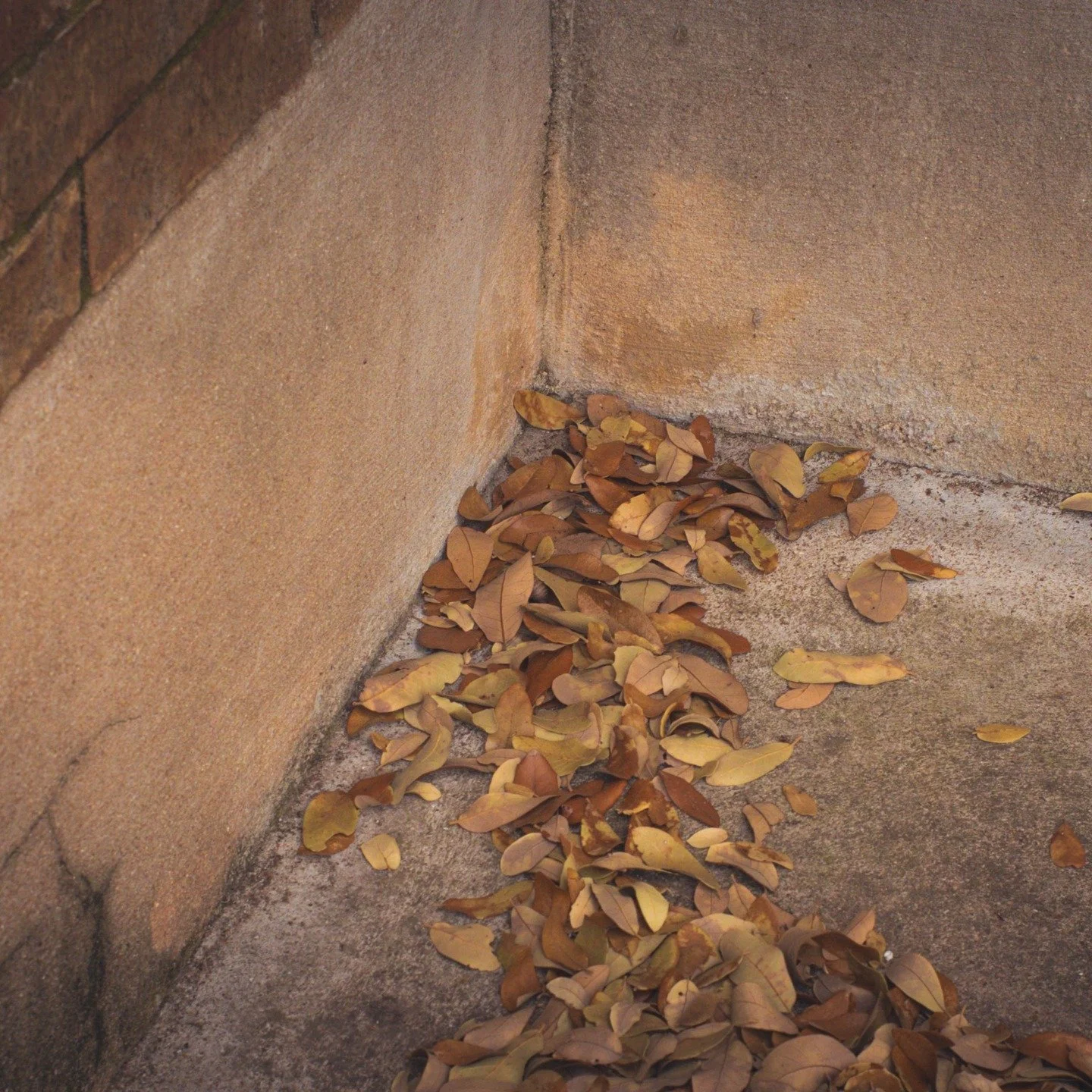 fall is finally coming to Austin