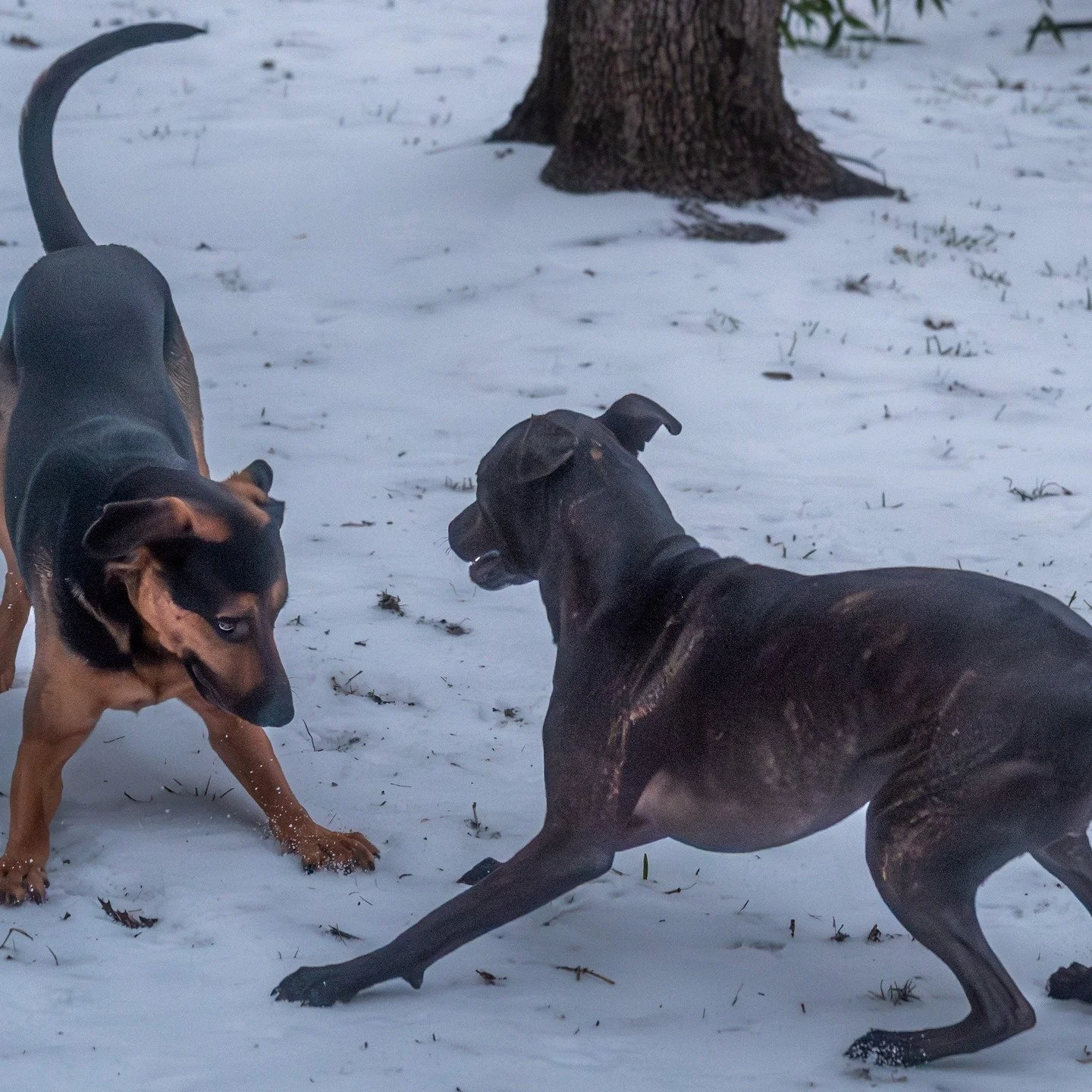 I didnt realize it snowed in Austin