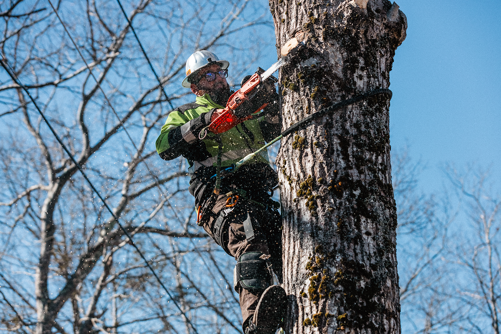A man wearing safety gear, including a helmet, glasses, and harness, is climbing a tree using an electric chainsaw to cut the trunk, with sawdust flying around on a clear winter day with leafless branches in the background.
