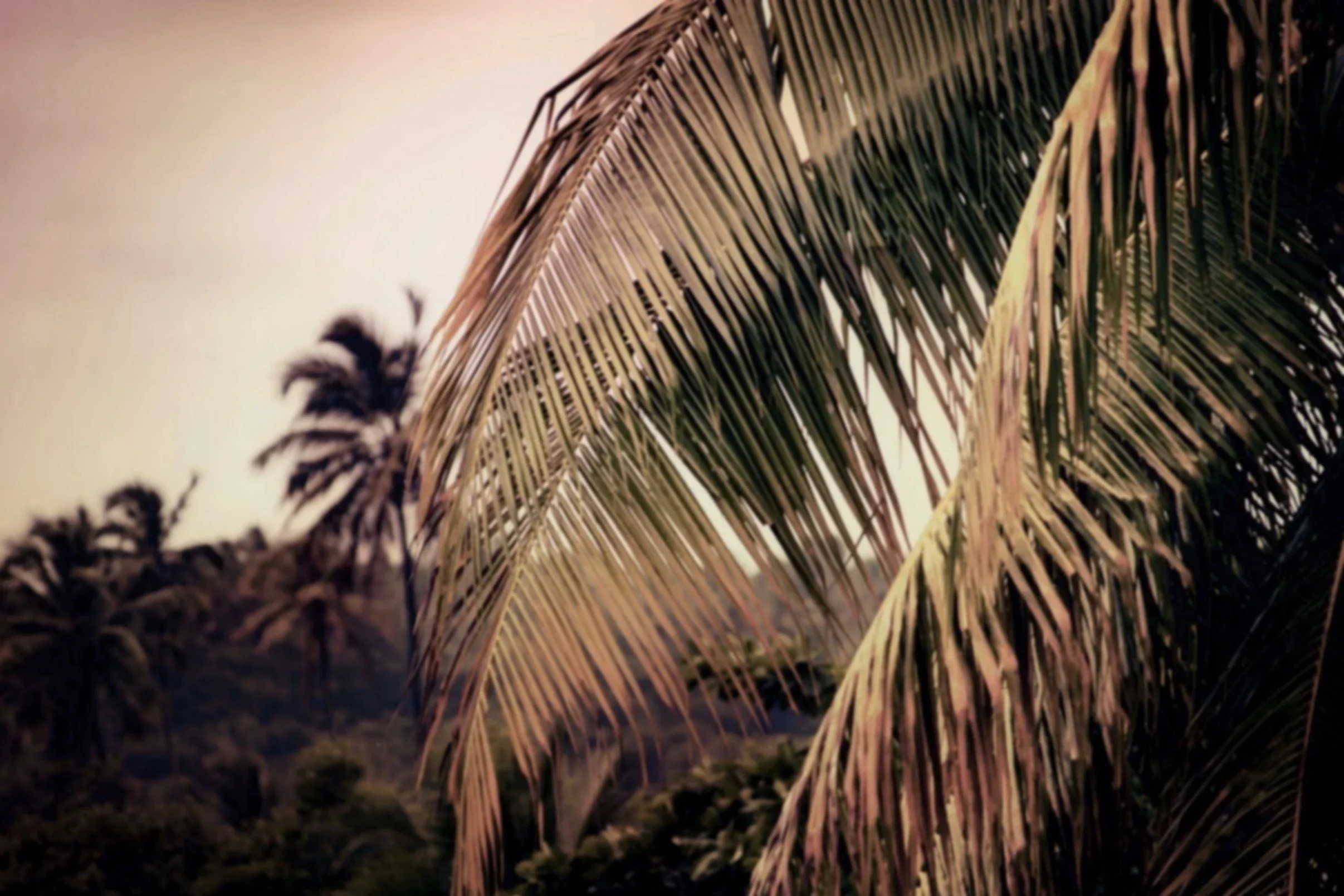 Close-up of palm tree leaves with a blurred background of more palm trees at sunset.