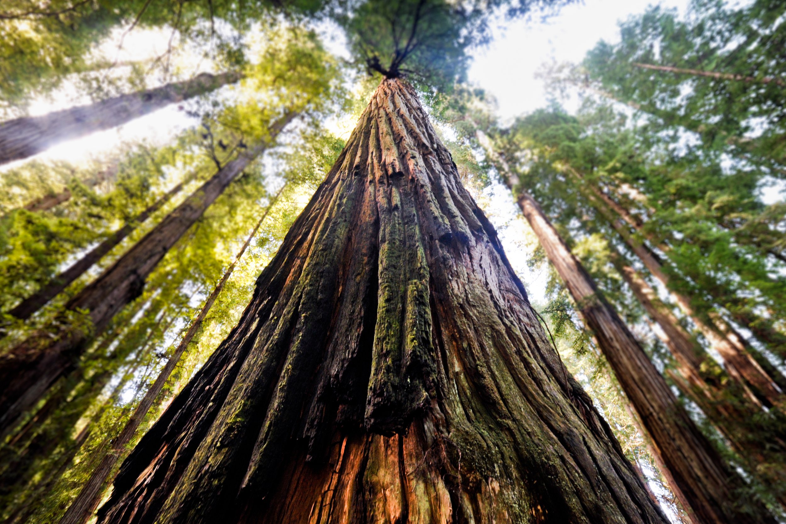 Tall Trees