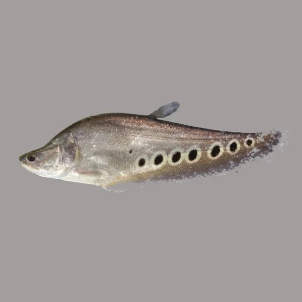 "Knifefish" single cover art