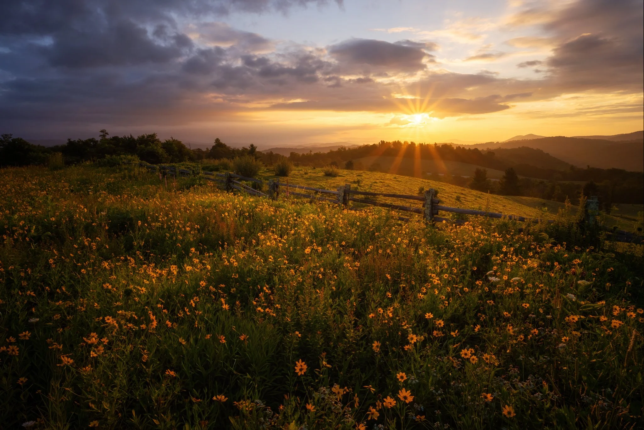 Doughton Park golden wildflowers_2.jpg