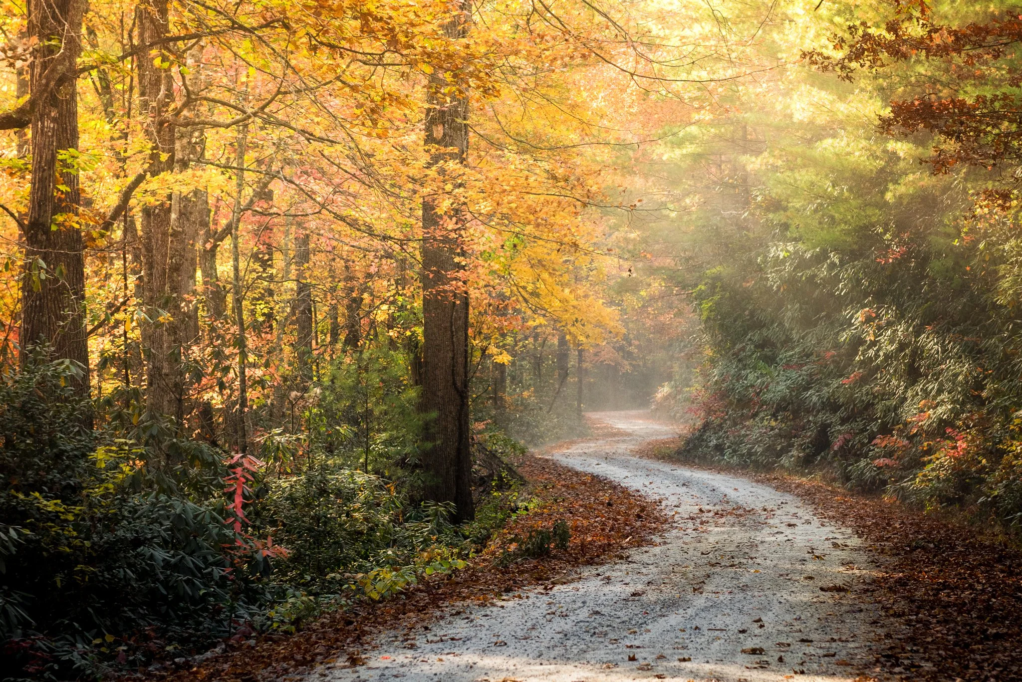 Pisgah Road S Curve, Autumn_2.jpg