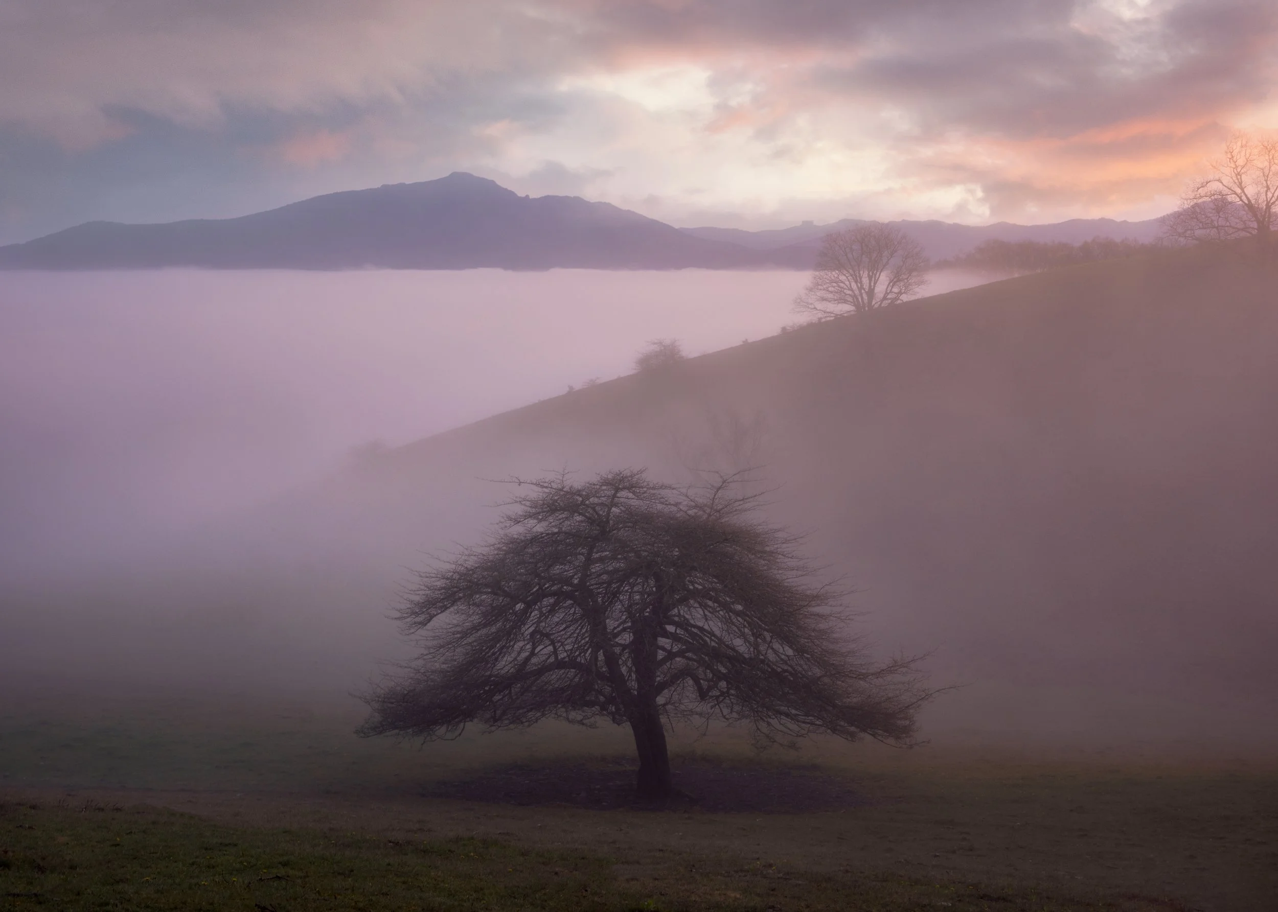 Mystical Bonsai at Cone_2.jpg