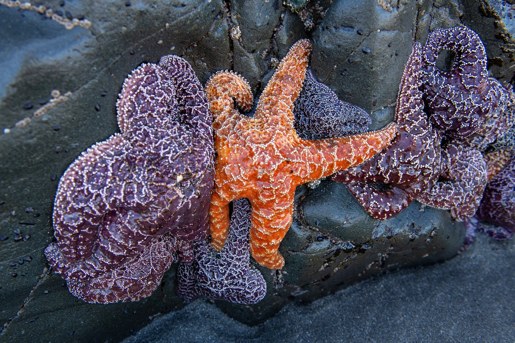 Starfish_1w.jpg
