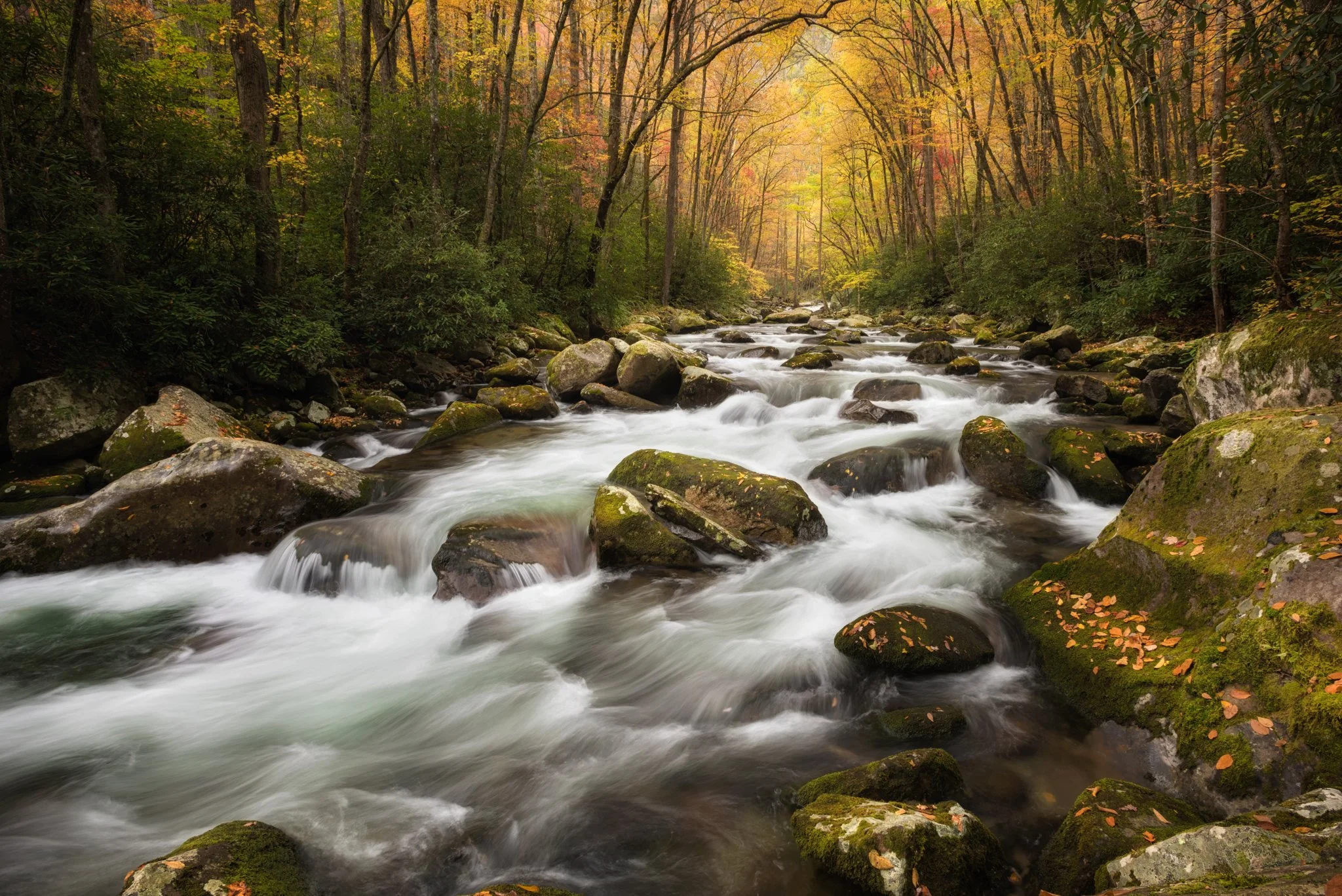 Big Creek Autumn Canopy_4new.jpg