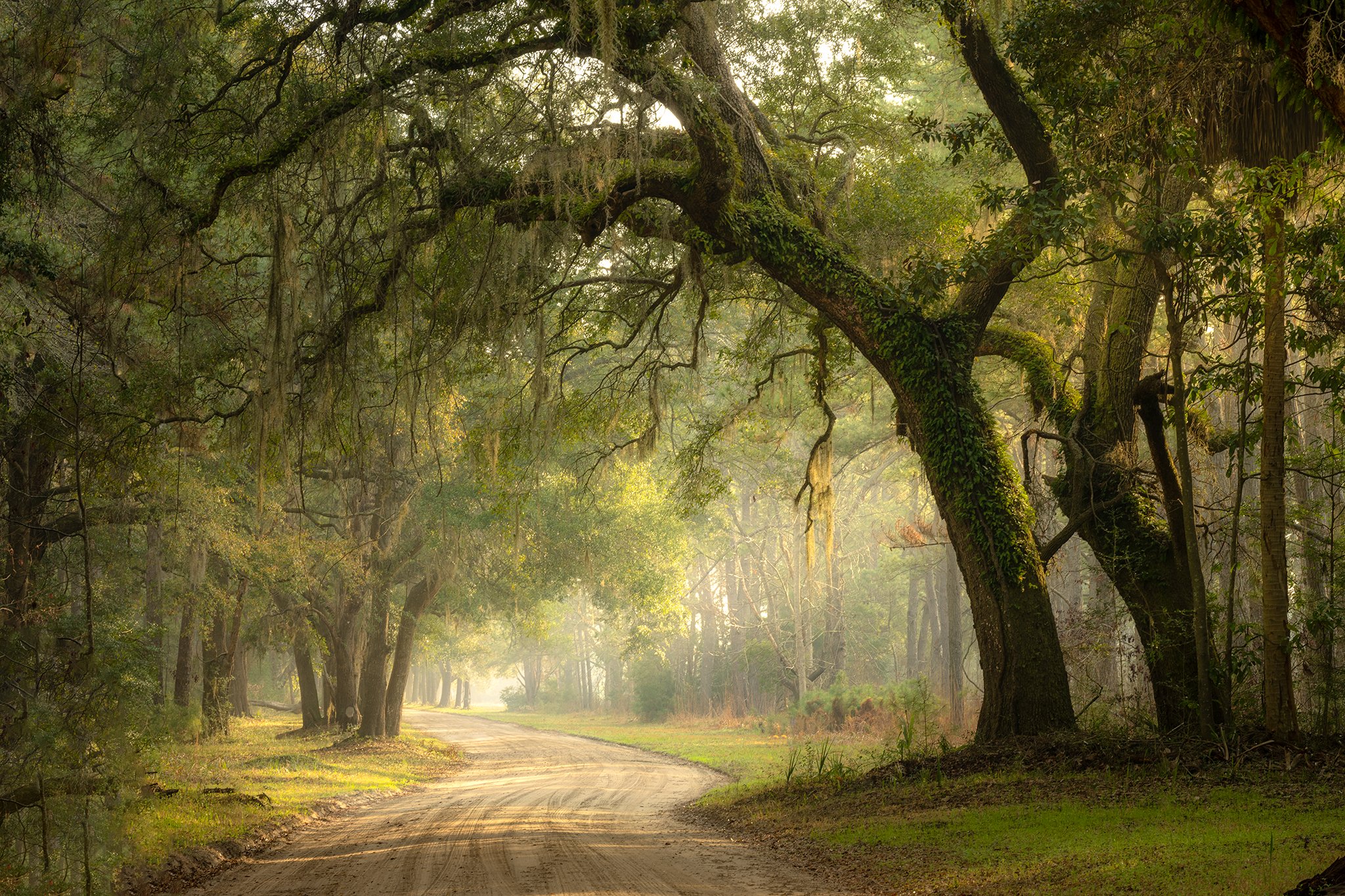 Backlit Lowcountry road_1w.jpg