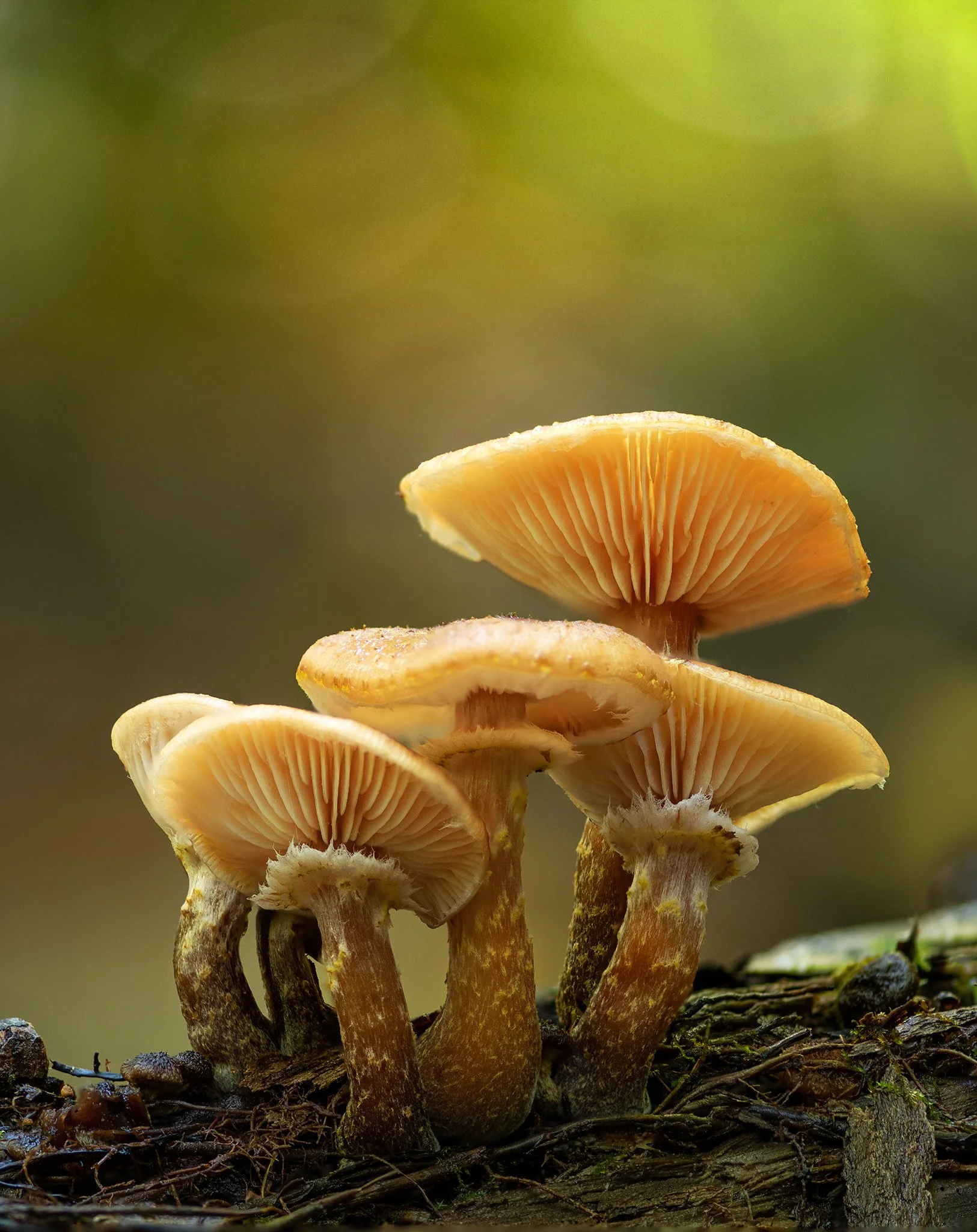 Shroom family Autumn_1w.jpg
