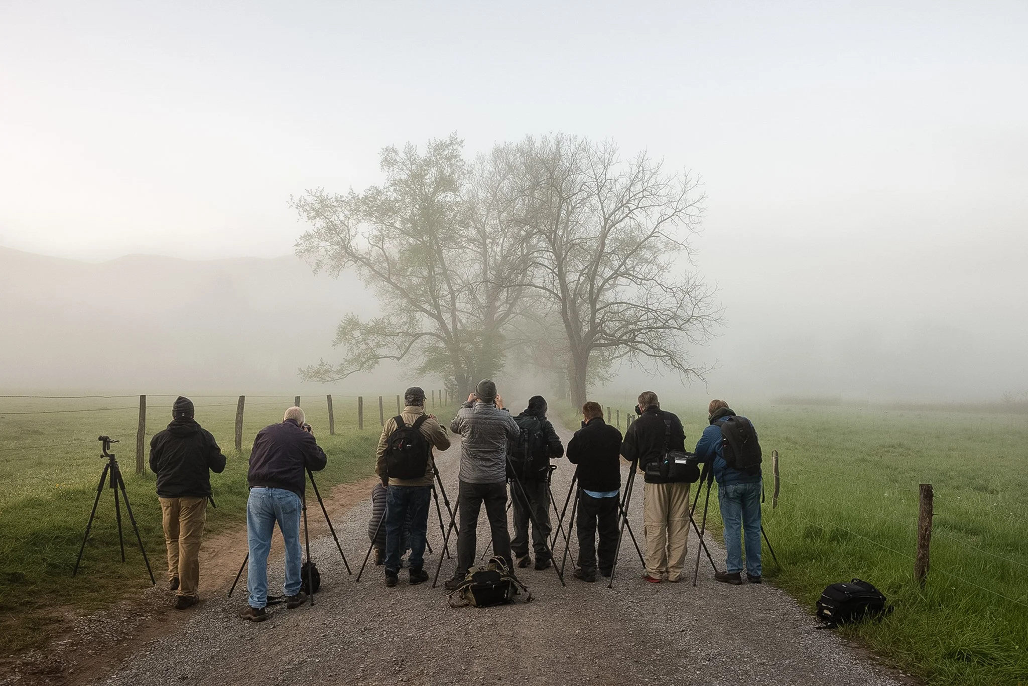 Smokies-Cades Cove-TN-Workshop-Trees
