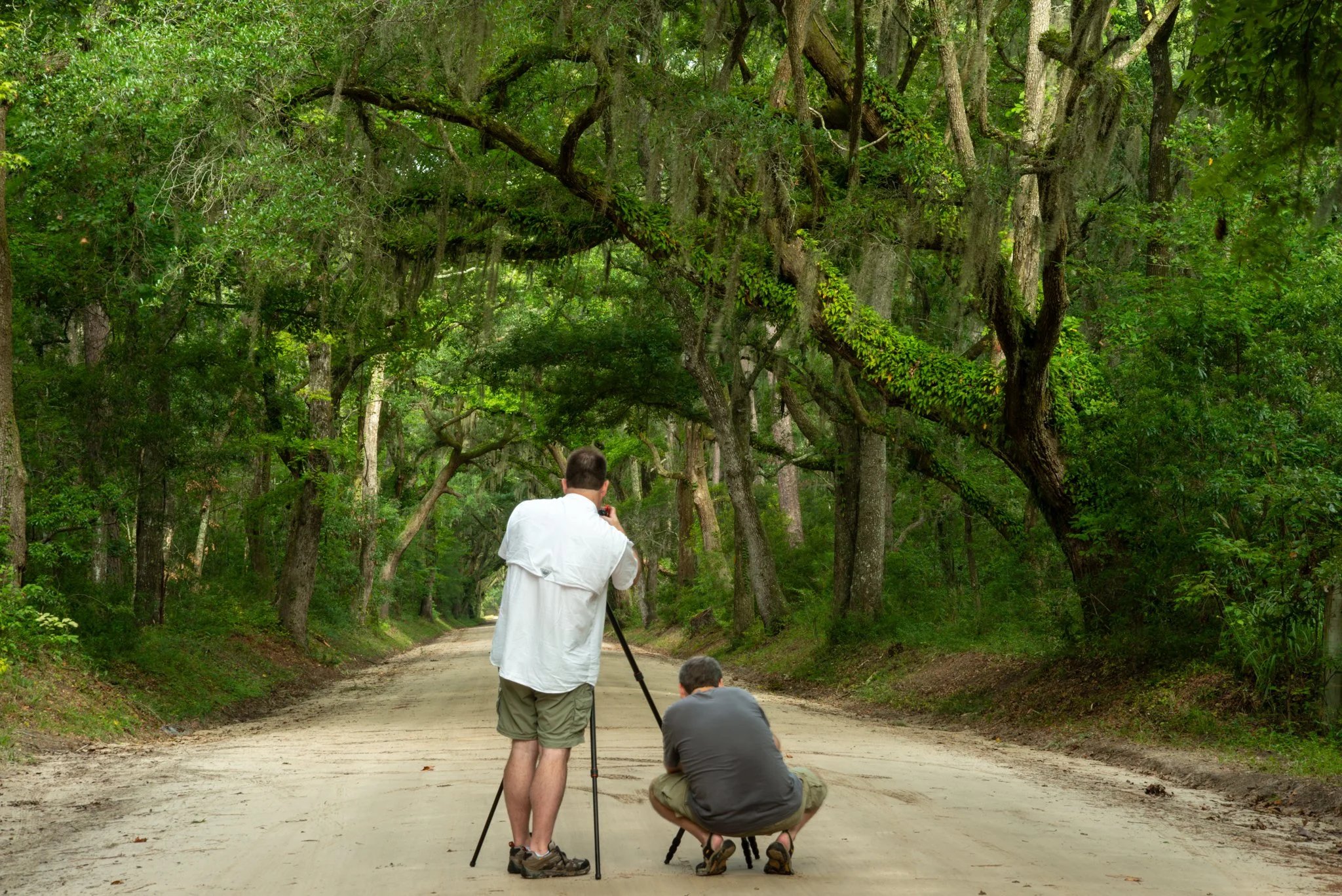 Edisto Island-Live Oaks-Spring-Workshop