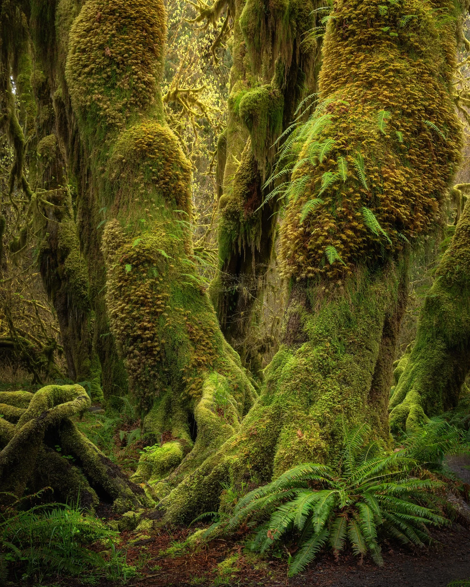 Hall of Mosses_1w.jpg