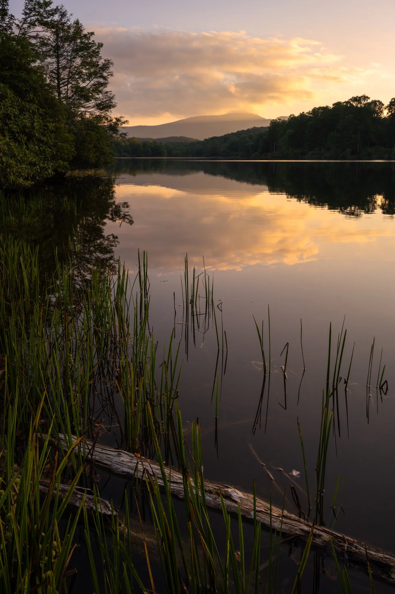 Price Sunset and grass_1w.jpg