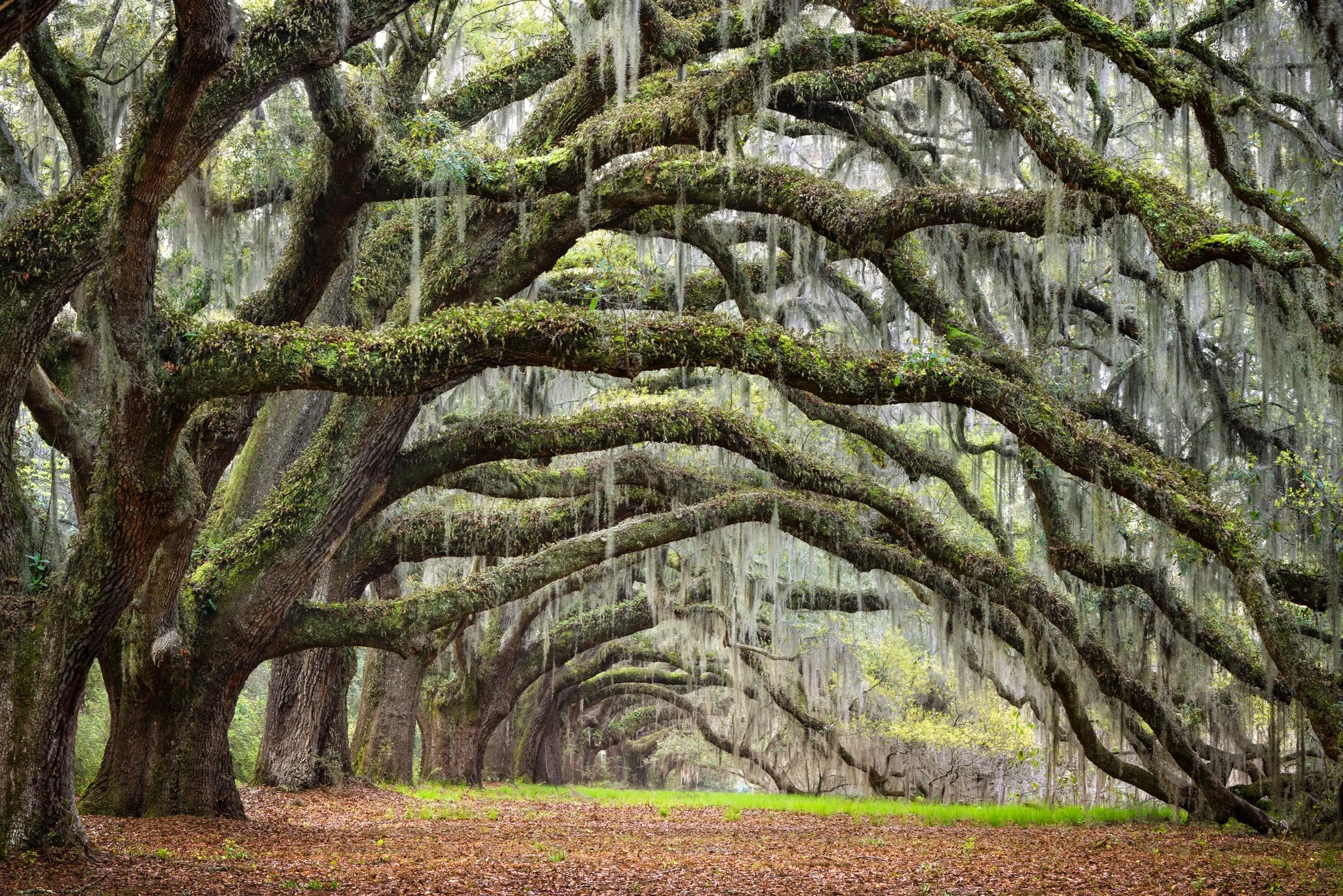 Weeping Oaks_2.jpg