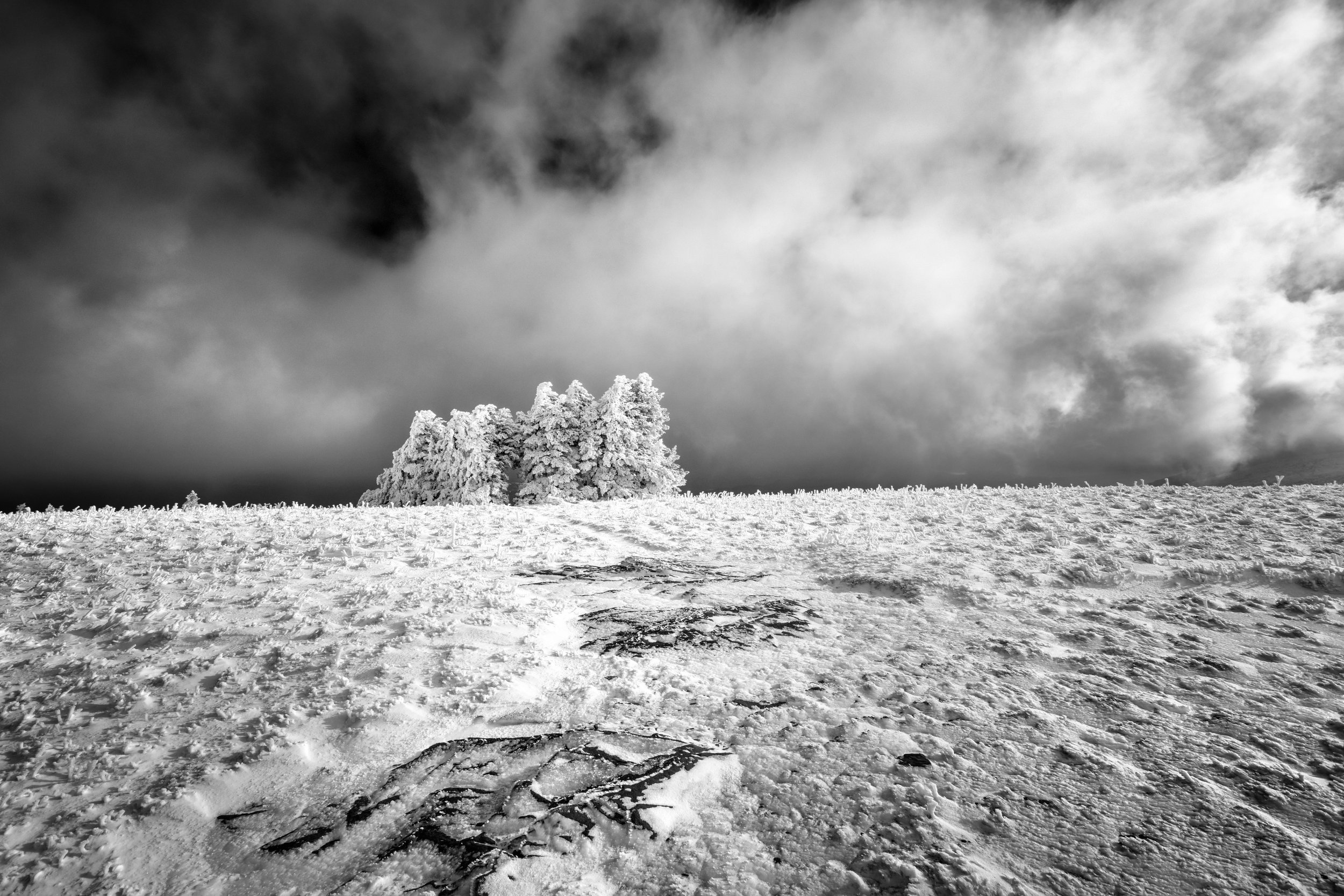 Roan Tree grove_3.jpg