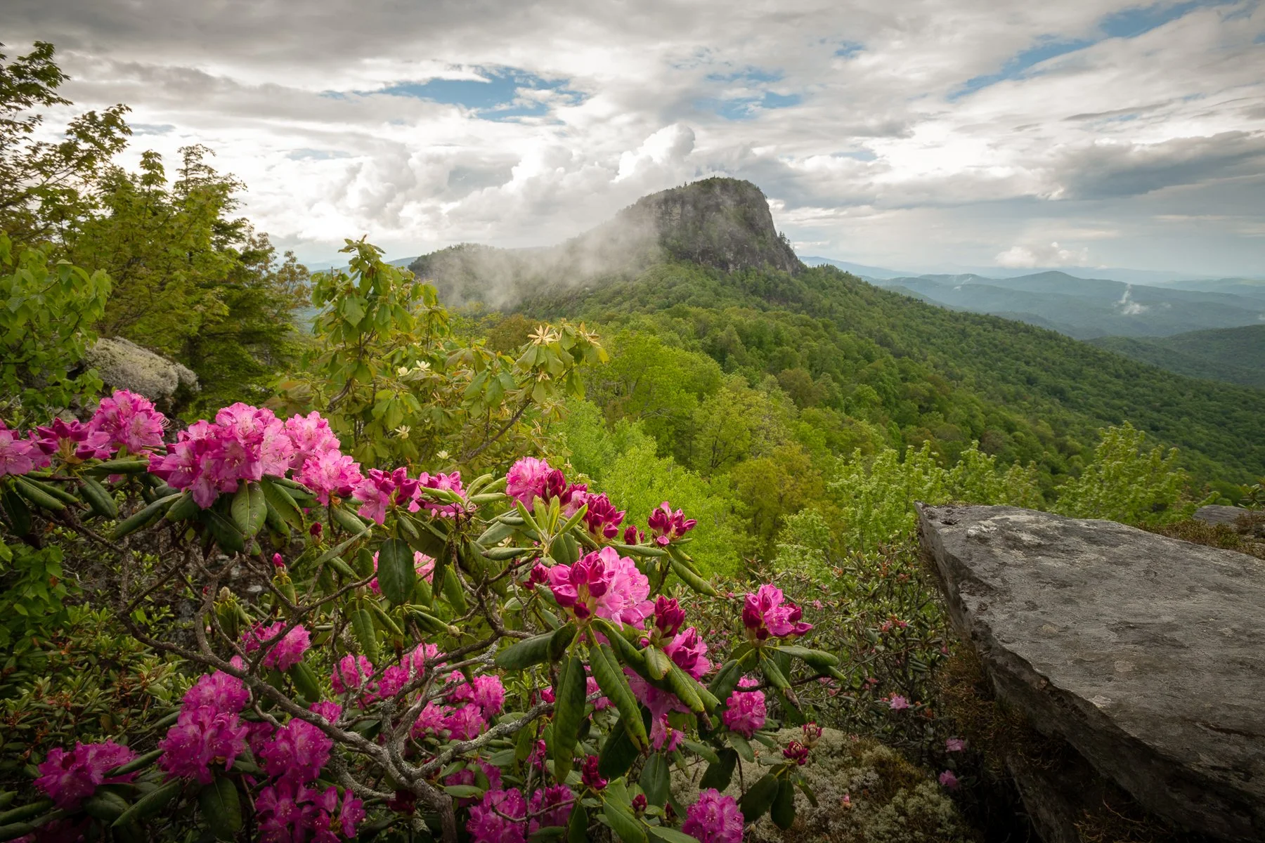 Linville Gorge Wildflowers