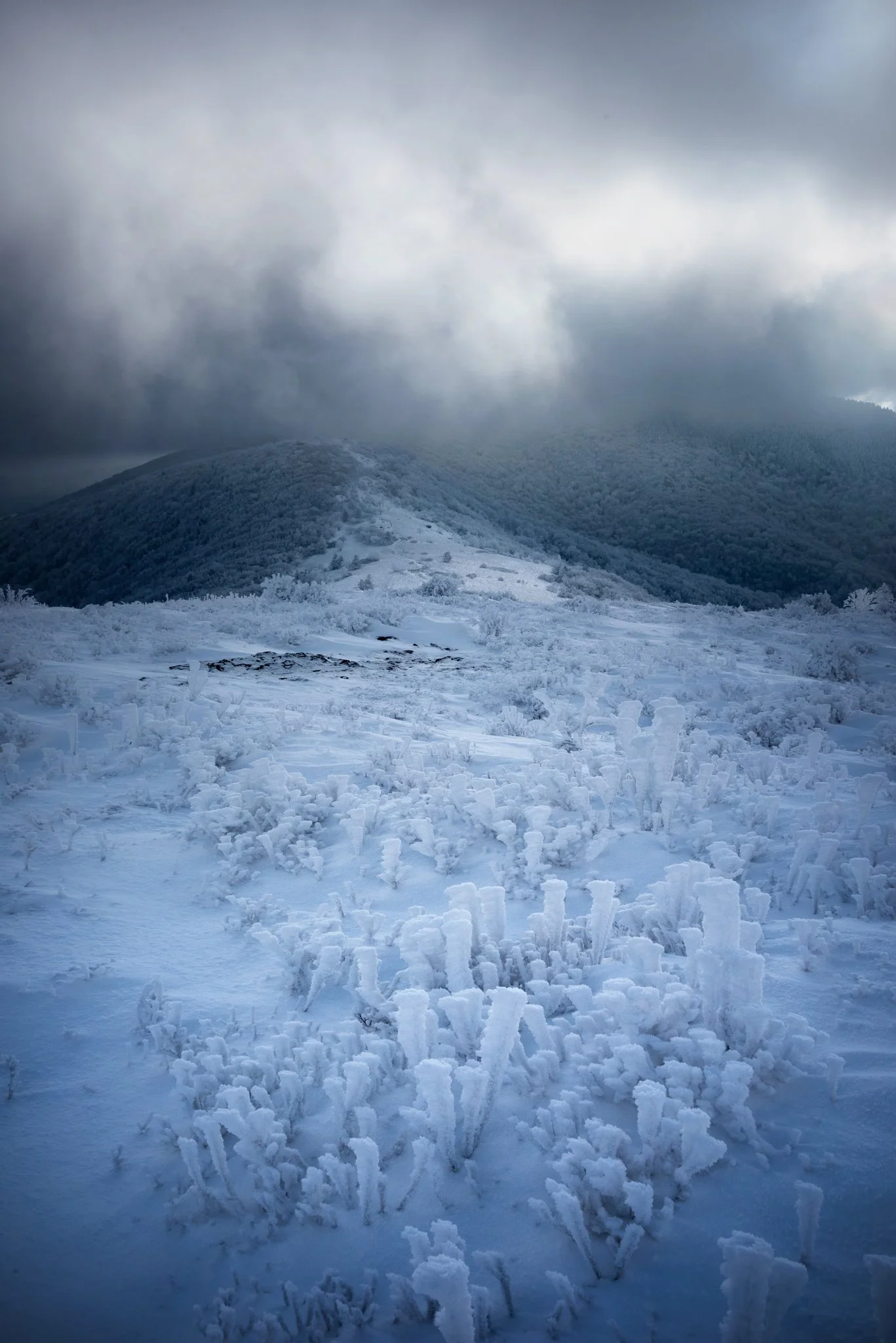 Rim on Round Bald_3.jpg