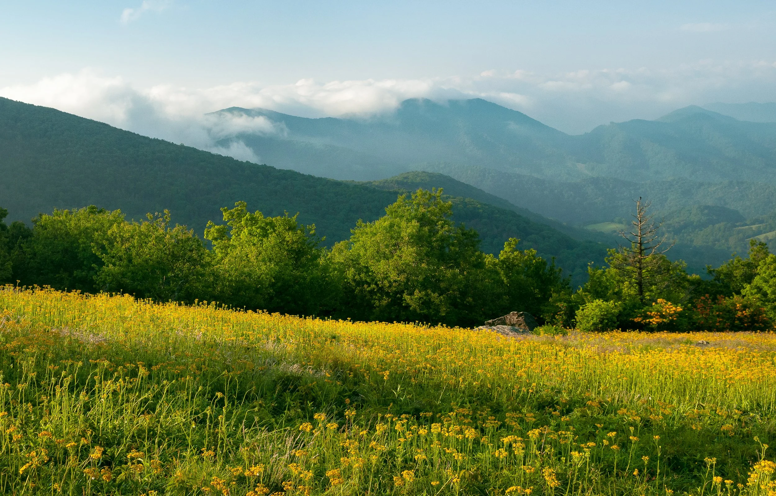 Fields of Yellow_1.jpg