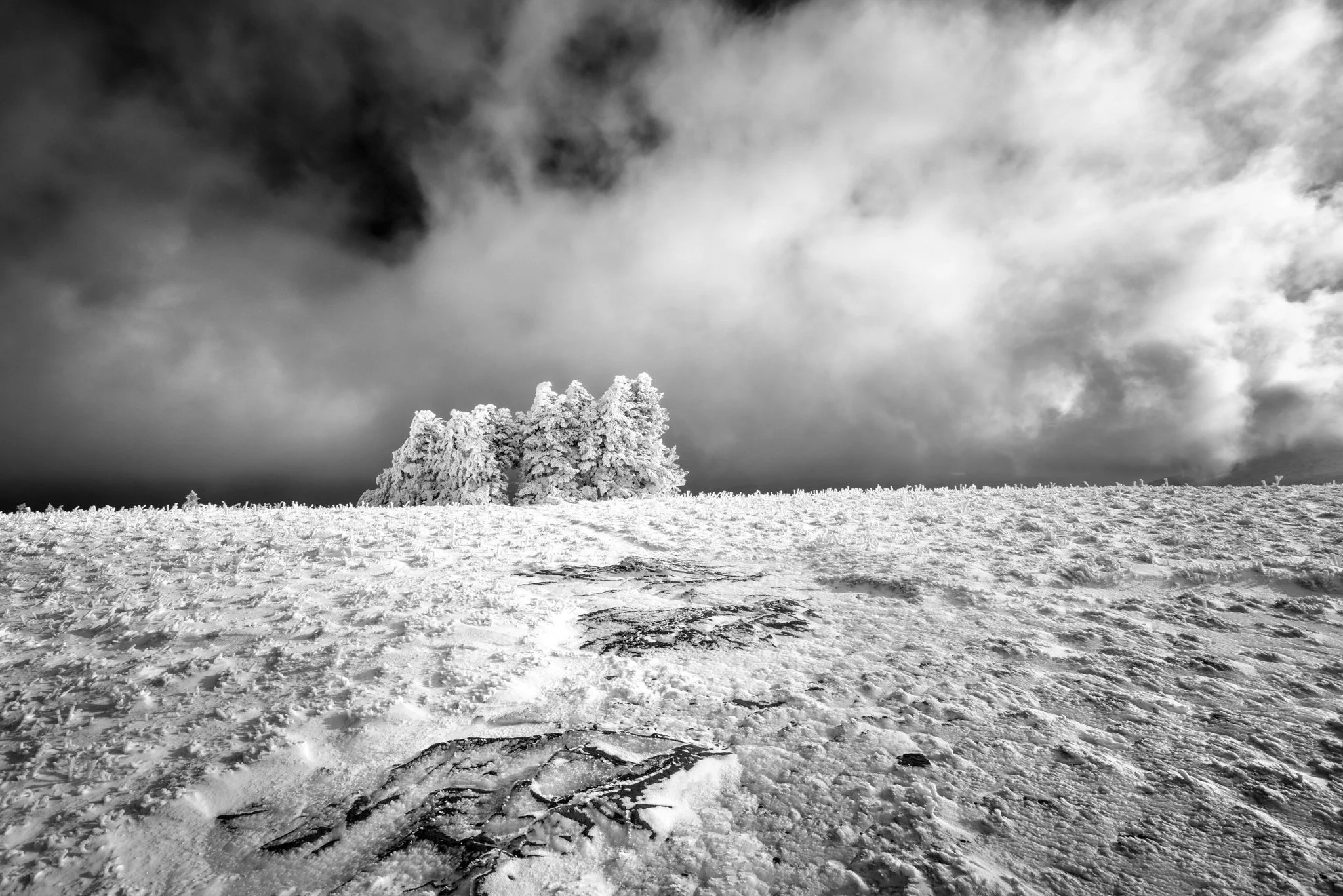 Roan Tree grove_3.jpg