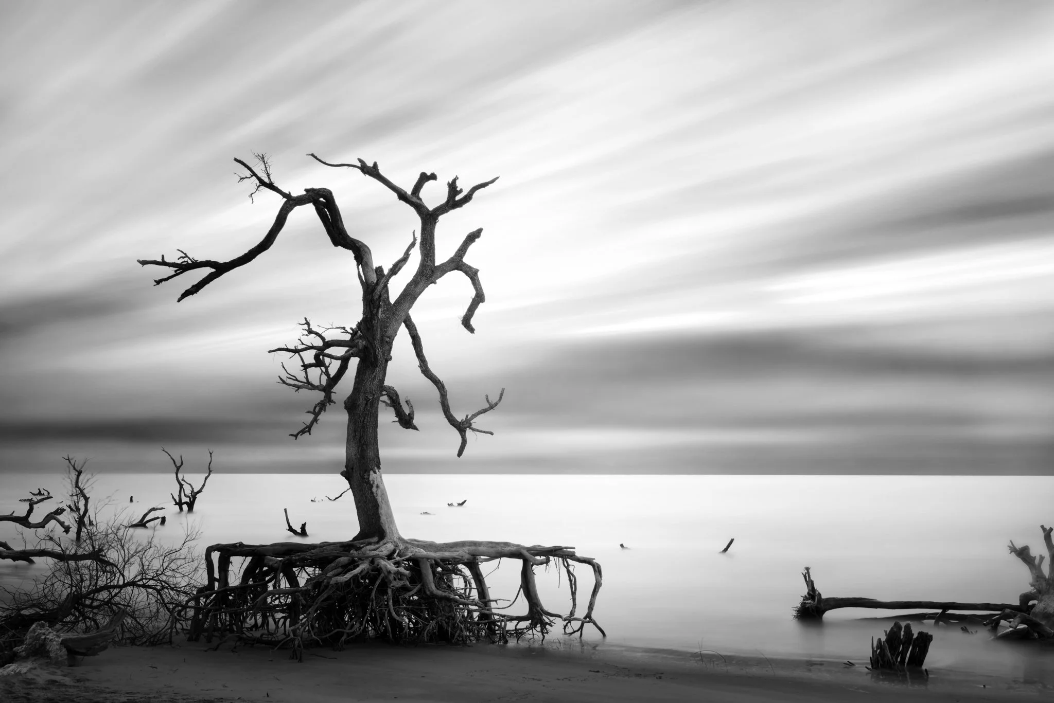 Capers Weeping Tree_bw_3f.jpg