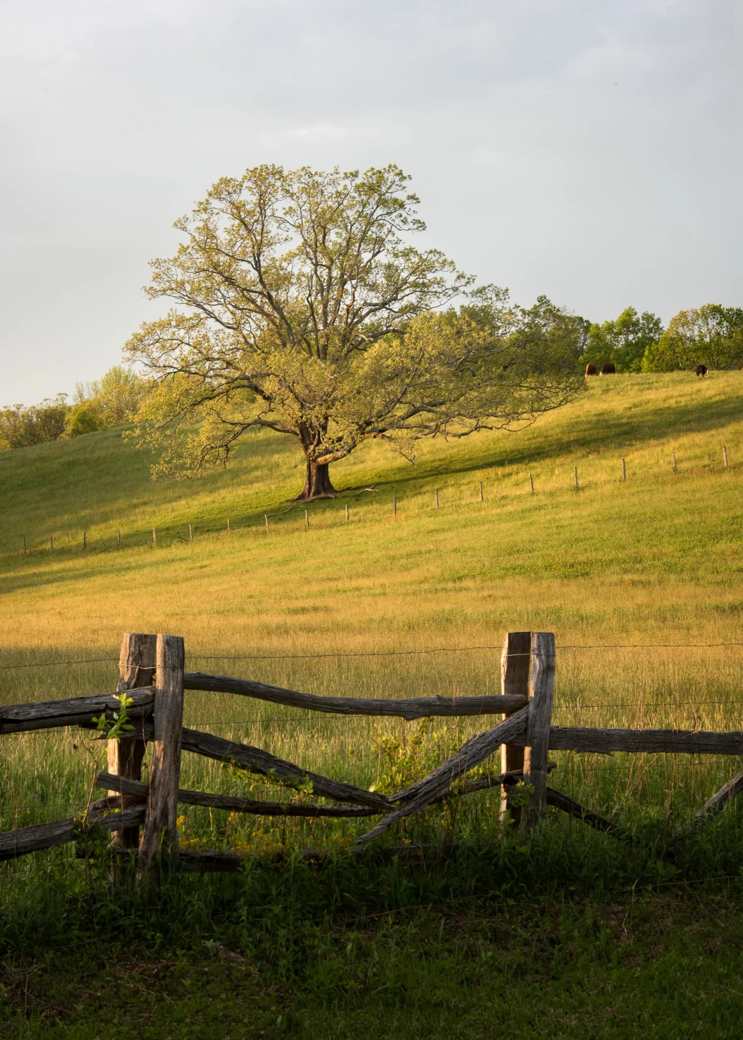Price Tree, Spring 3.jpg