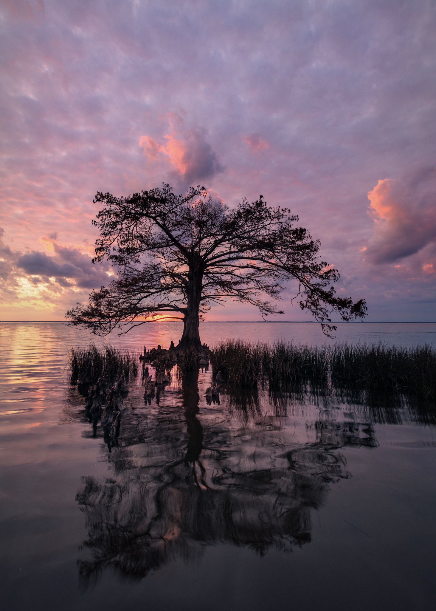 Lone Cypress_Duck_1.jpg