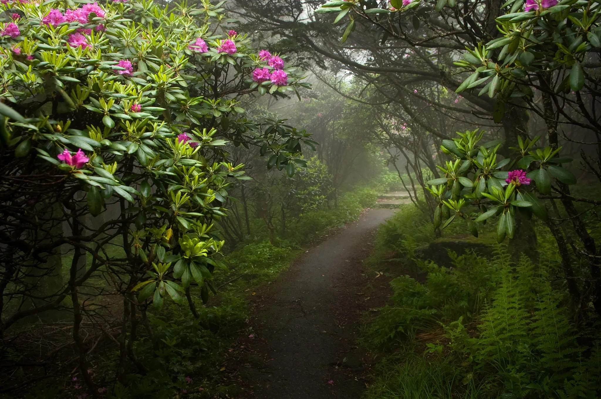 Enchanted Trail_orig_1.jpg