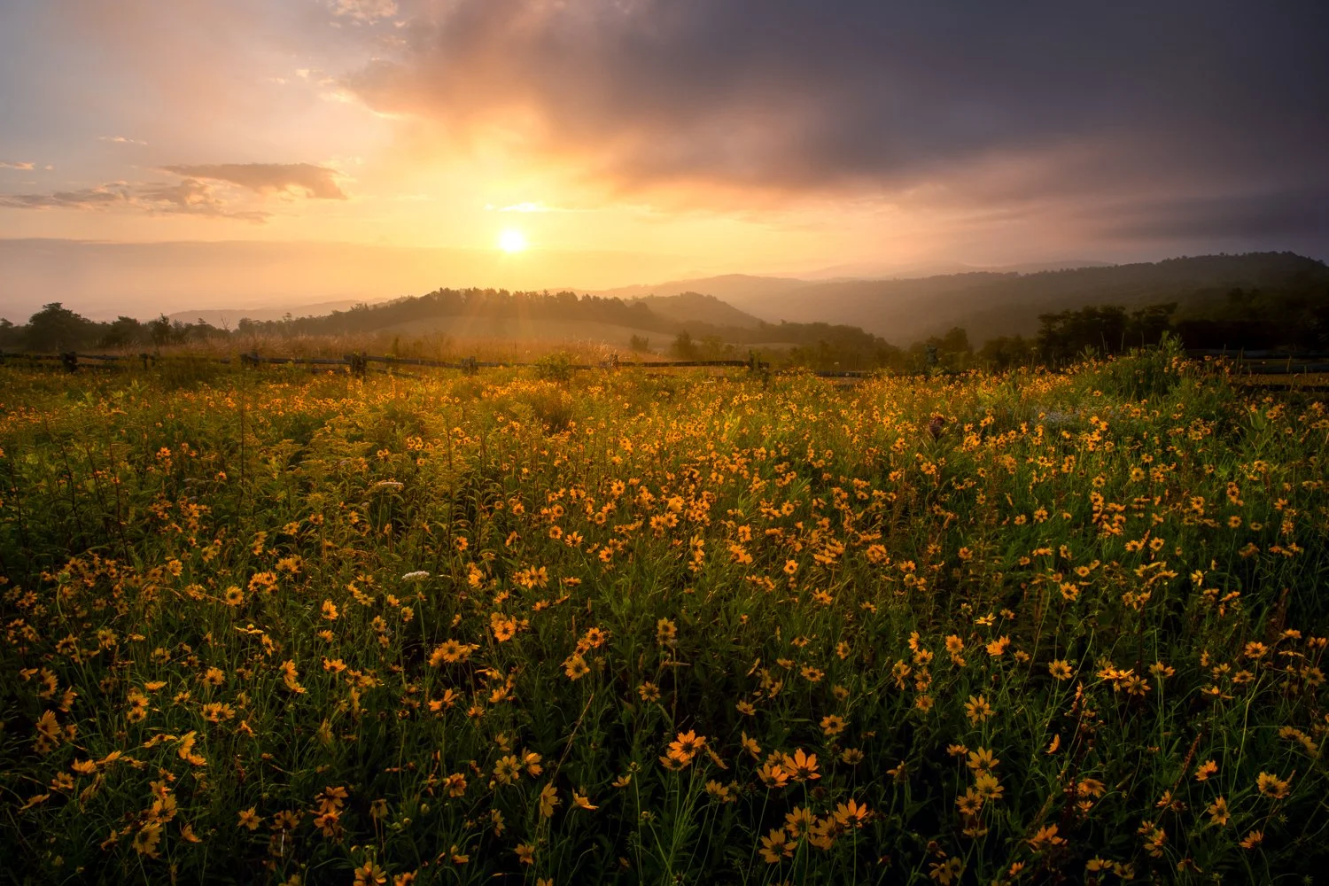 Doughton's Golden Wildflowers_1.jpg