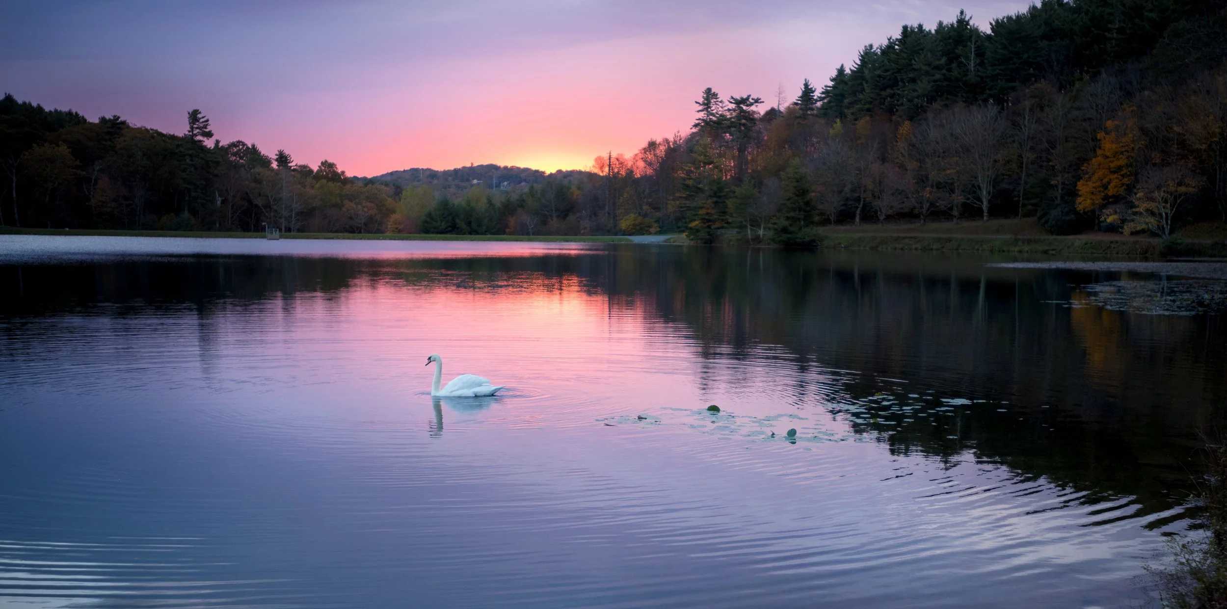 Swan at Bass lake_1.jpg