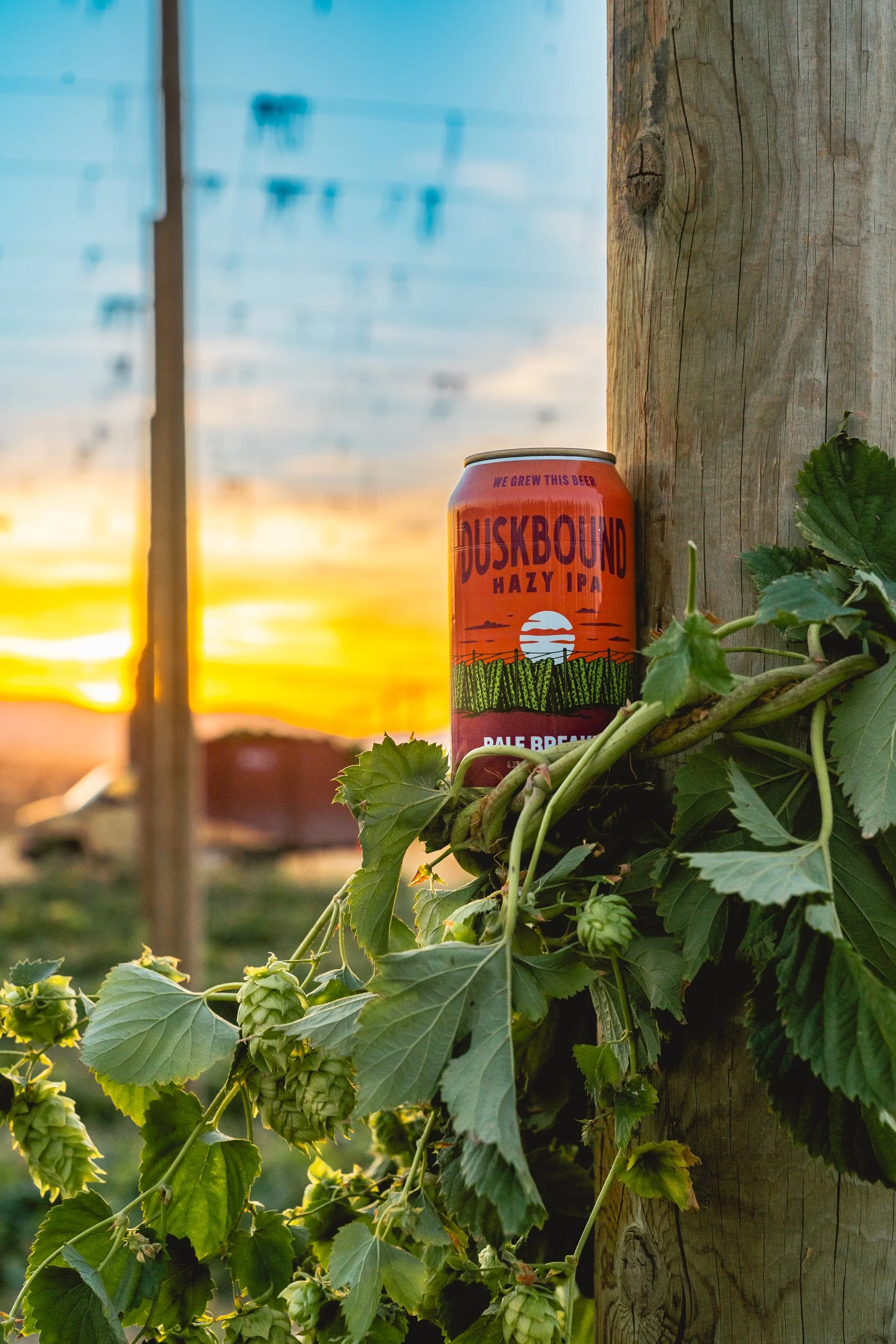 A can of Dusky Bound Hazy IPA placed on a wooden post, surrounded by green hop plants, with a sunset in the background.