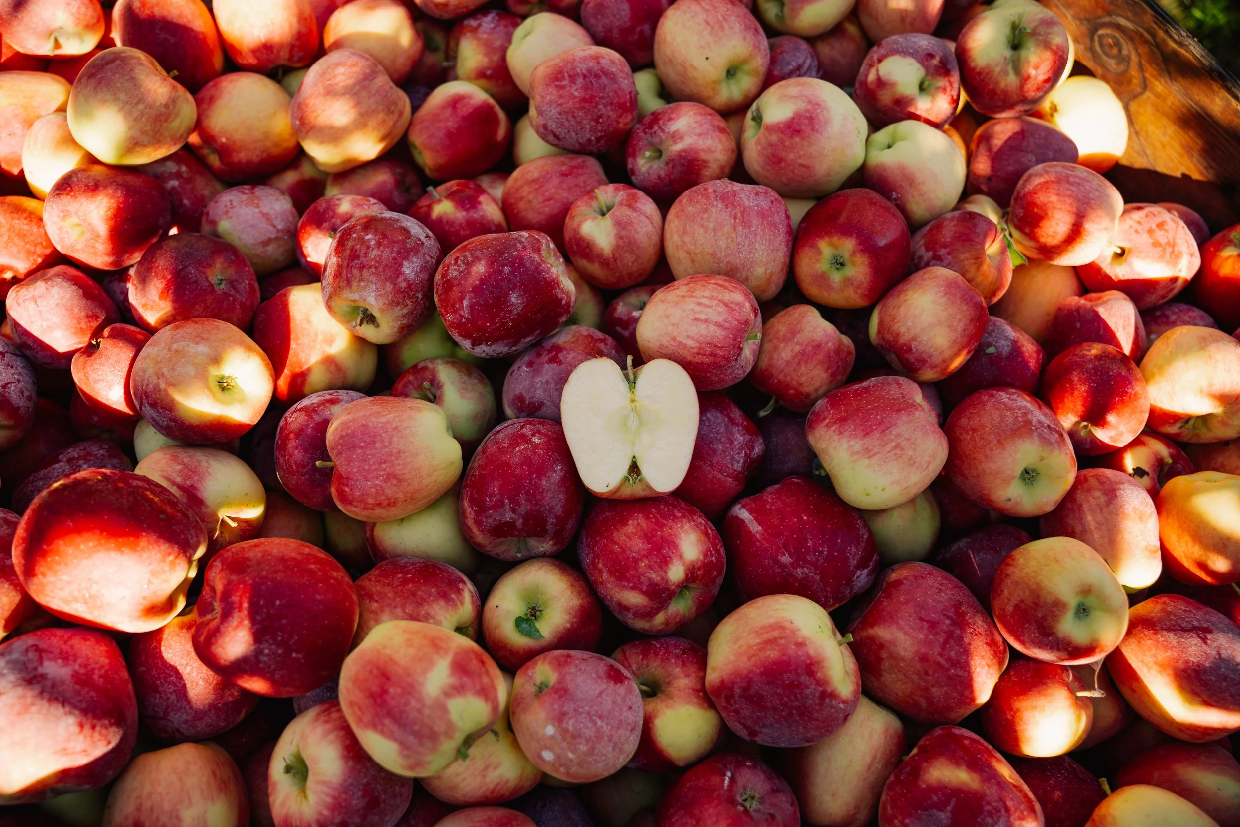 Linda Fruit -62.jpg