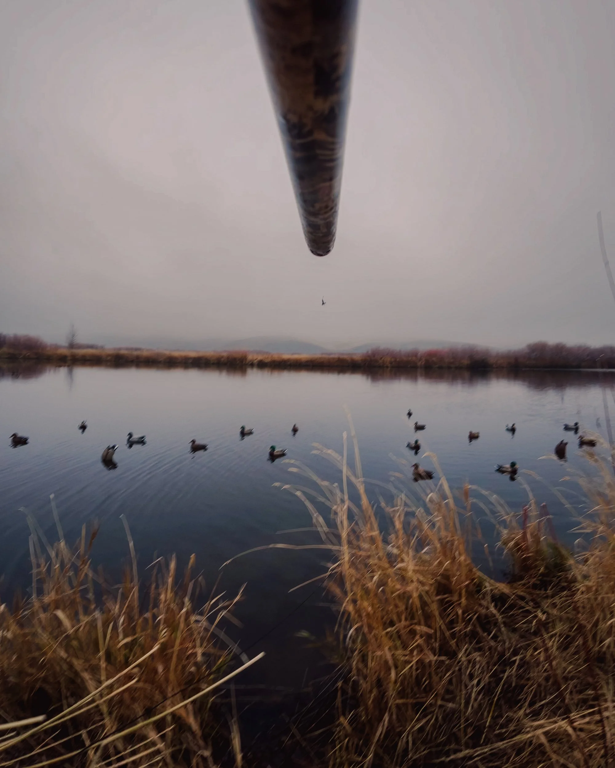 View from underneath a bridge over a lake with ducks swimming, dry grass in the foreground, and distant land with trees on the horizon.